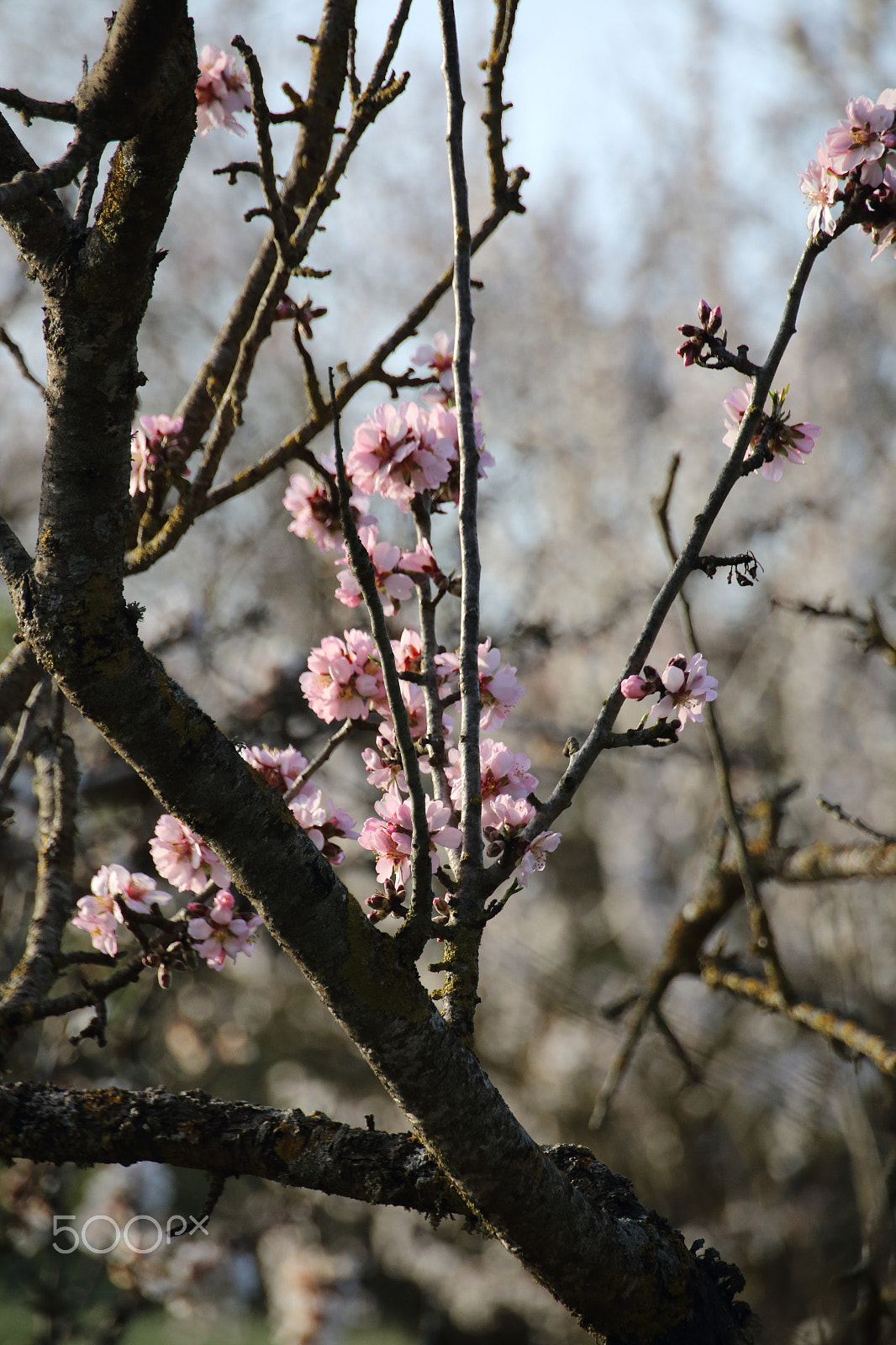 Canon EOS 70D sample photo. Almond in pink flower photography