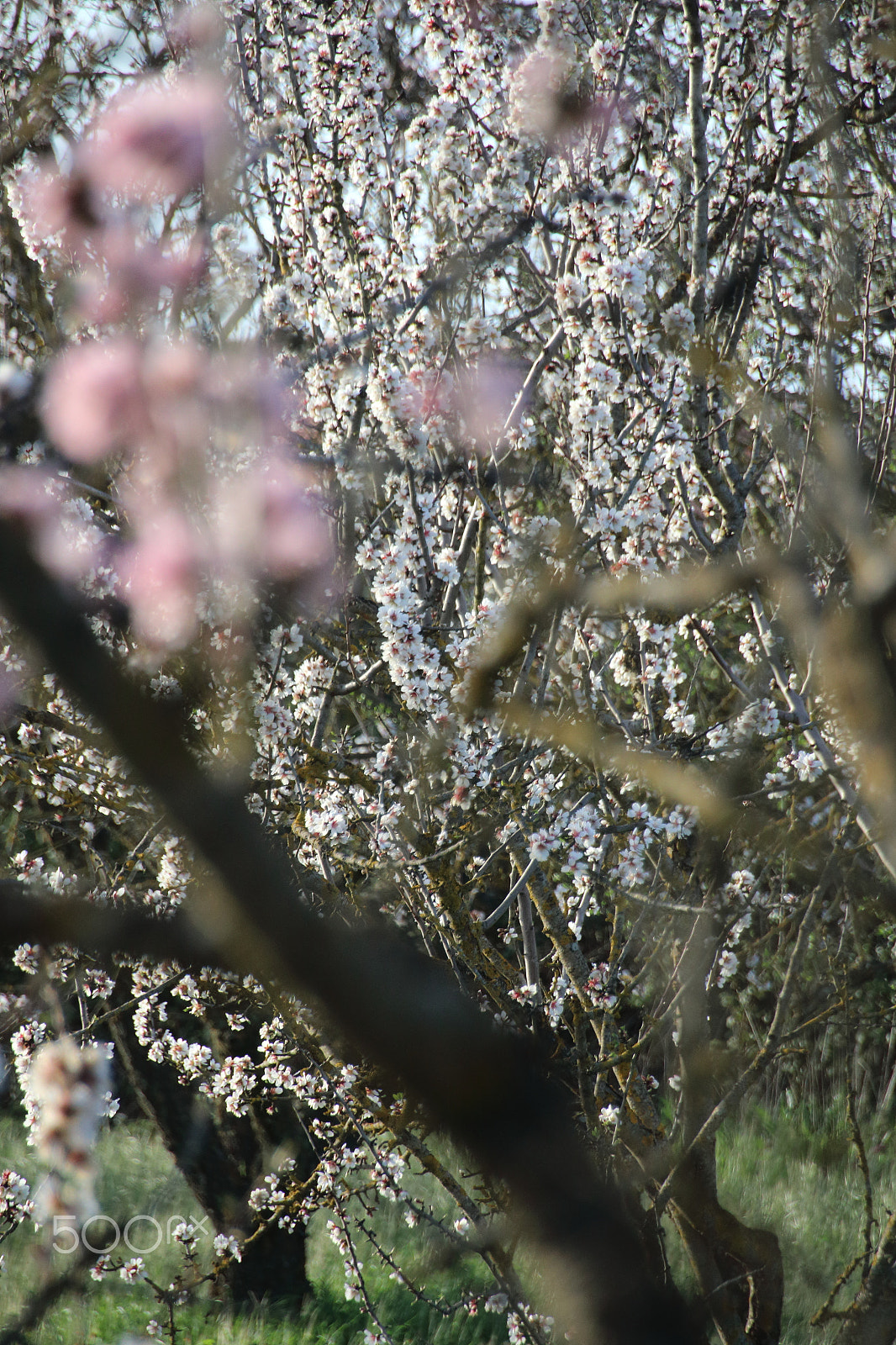 Canon EOS 70D + Sigma 18-200mm f/3.5-6.3 DC OS HSM [II] sample photo. Almonds in flowers photography
