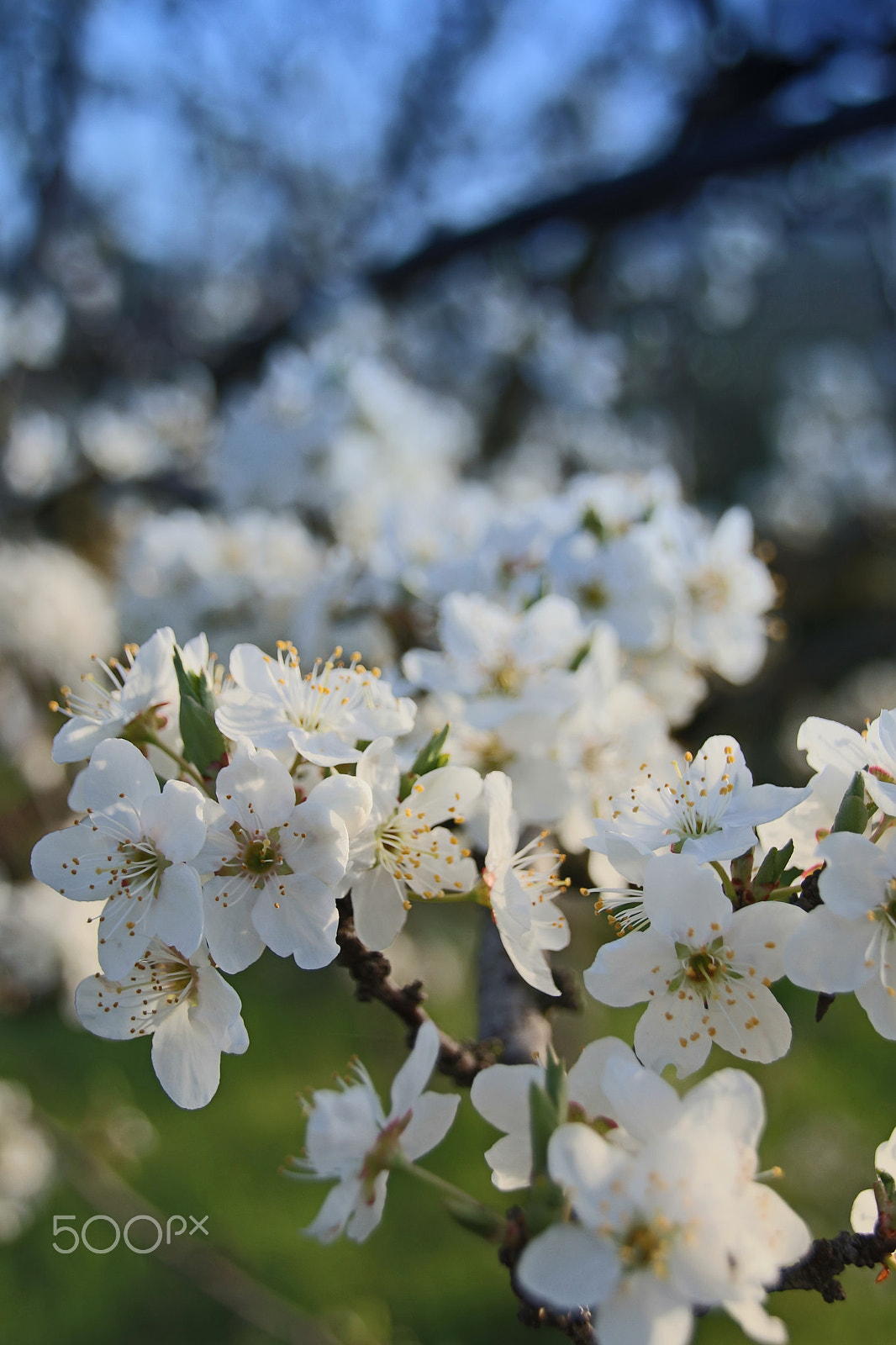Canon EOS 70D + Sigma 18-200mm f/3.5-6.3 DC OS HSM [II] sample photo. Blooming almond tree photography
