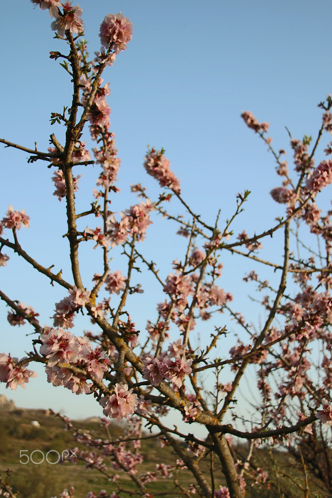 Canon EOS 70D + Sigma 18-200mm f/3.5-6.3 DC OS HSM [II] sample photo. Almond in flowers photography