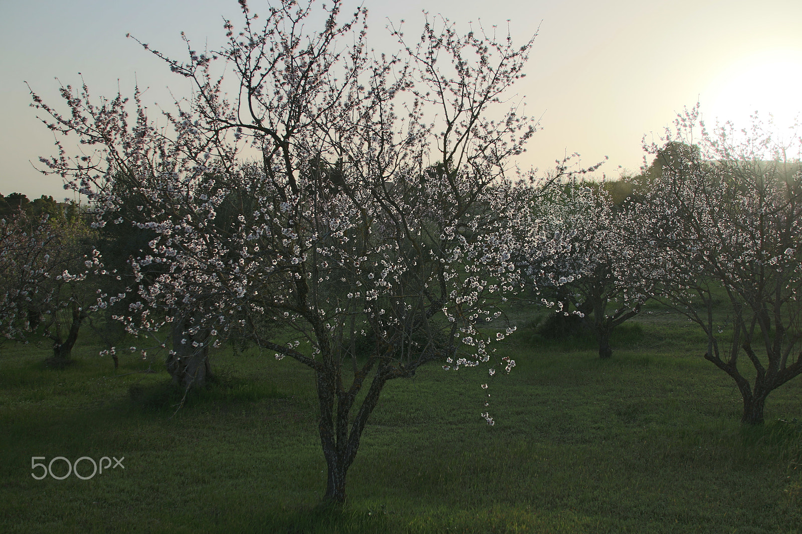 Canon EOS 70D + Sigma 18-200mm f/3.5-6.3 DC OS HSM [II] sample photo. Almond in flowers in green land photography