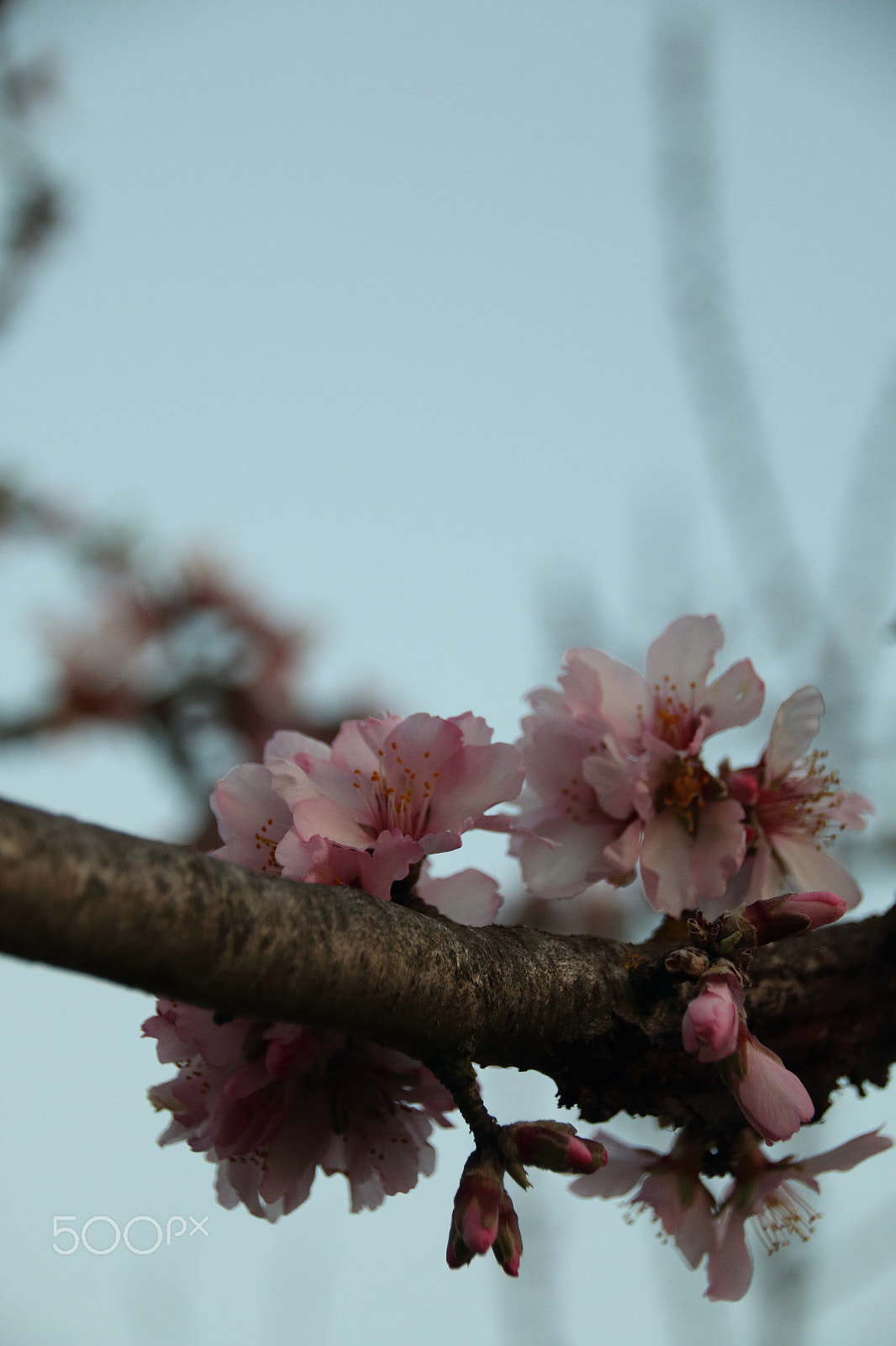 Canon EOS 70D + Sigma 18-200mm f/3.5-6.3 DC OS HSM [II] sample photo. Almond in pink flowers photography