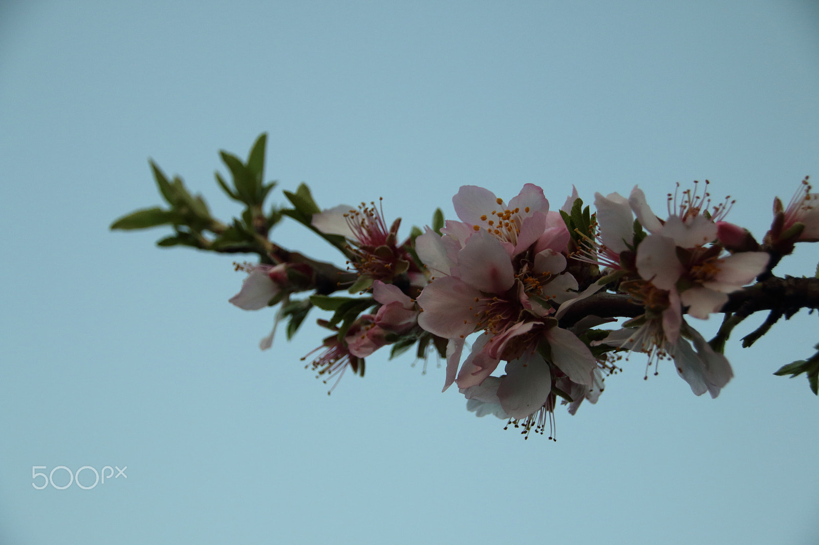 Canon EOS 70D sample photo. Almond in flowers photography
