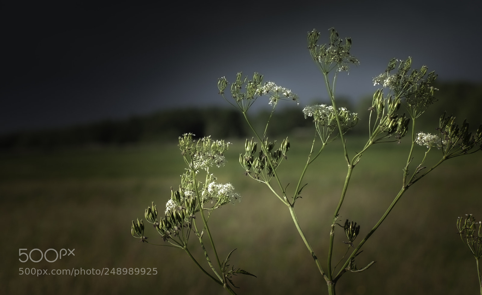 Nikon D5000 sample photo. Plants photography