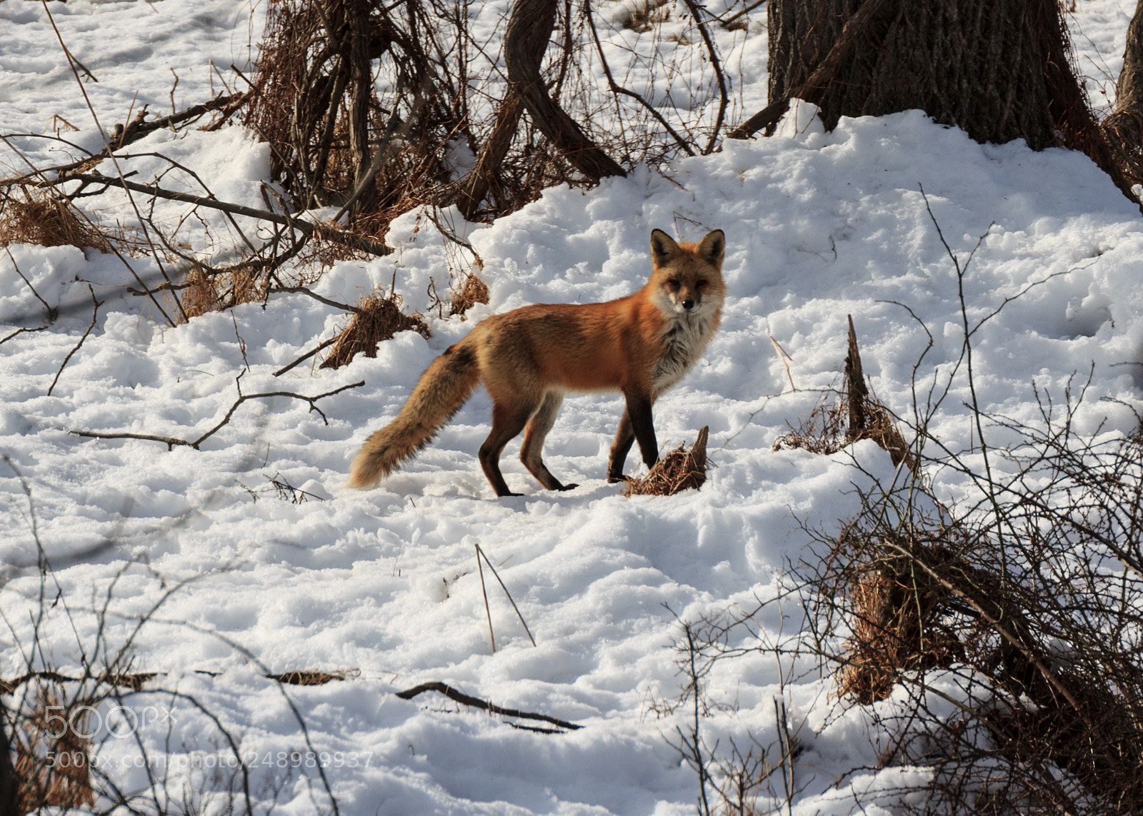 Canon EOS 60D sample photo. Fox on hunt photography