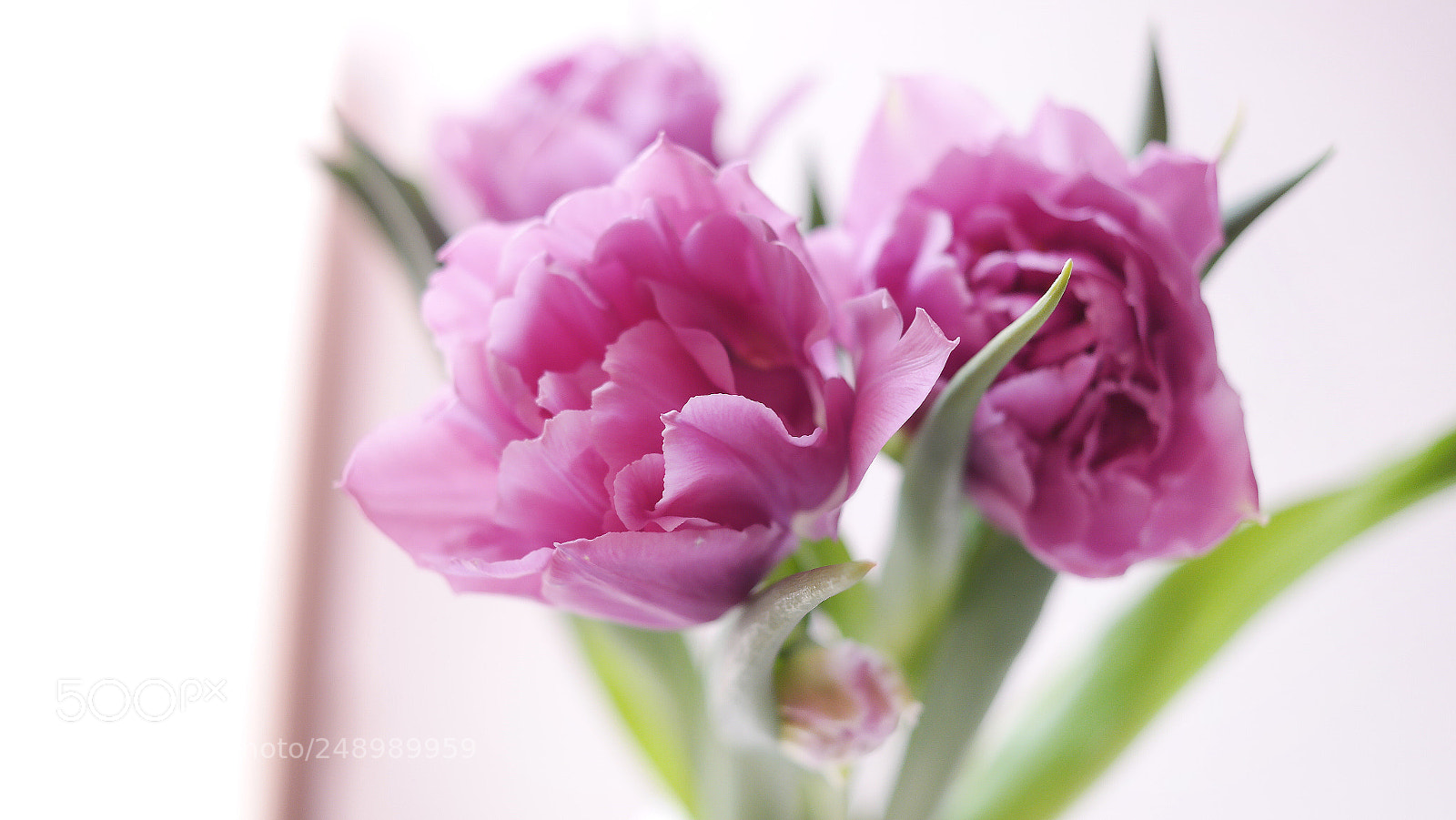 Samsung NX2000 sample photo. Violet tulips photography