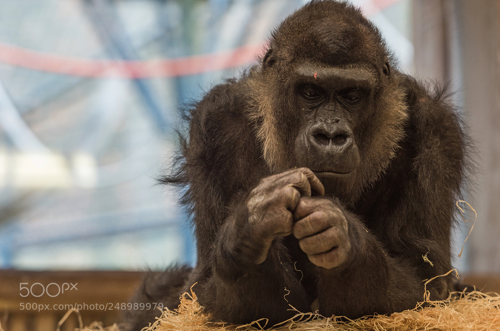 Nikon D810 sample photo. Wie hnlich sie uns photography