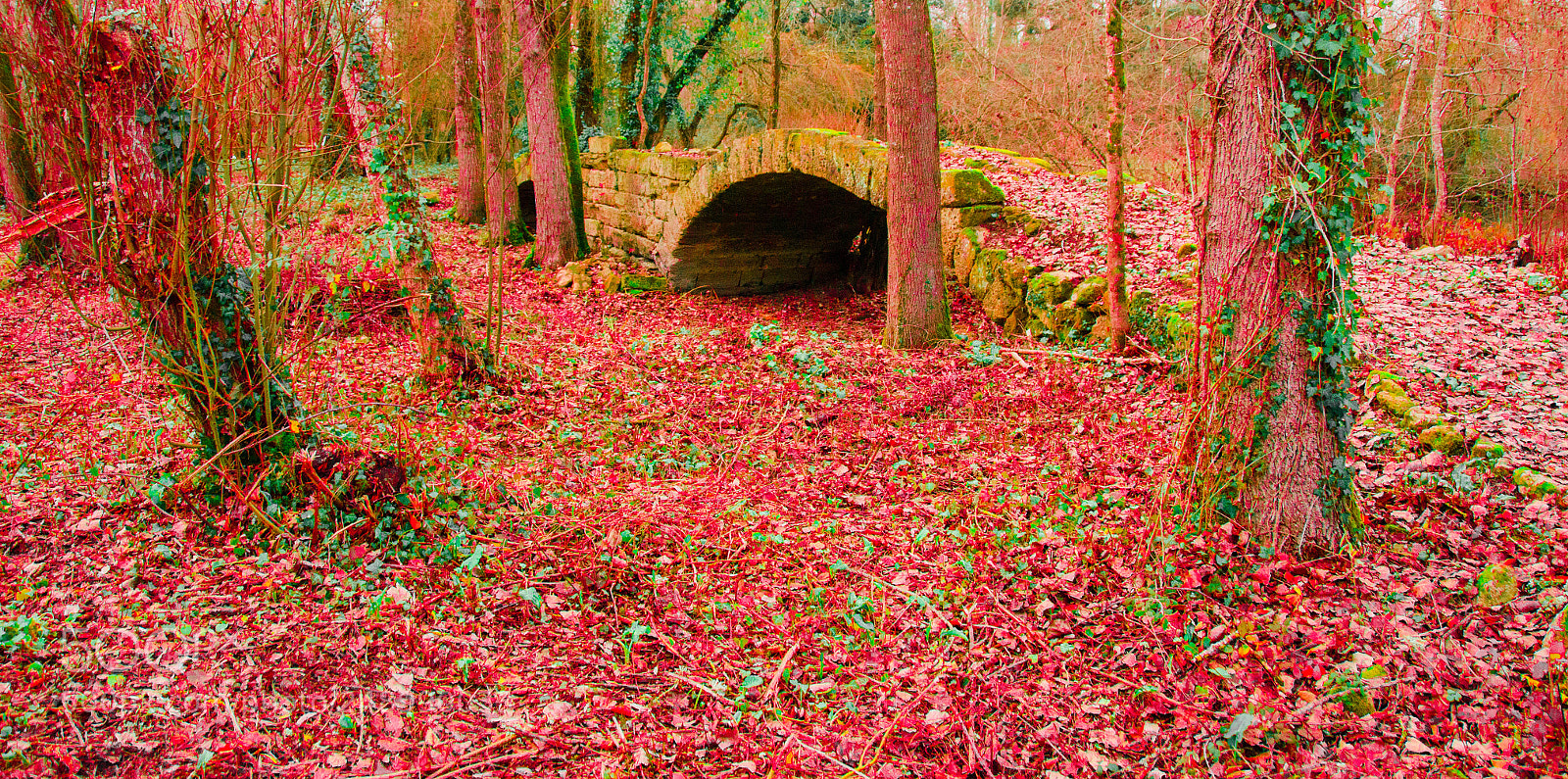 Nikon D5100 sample photo. Je vois rouge photography