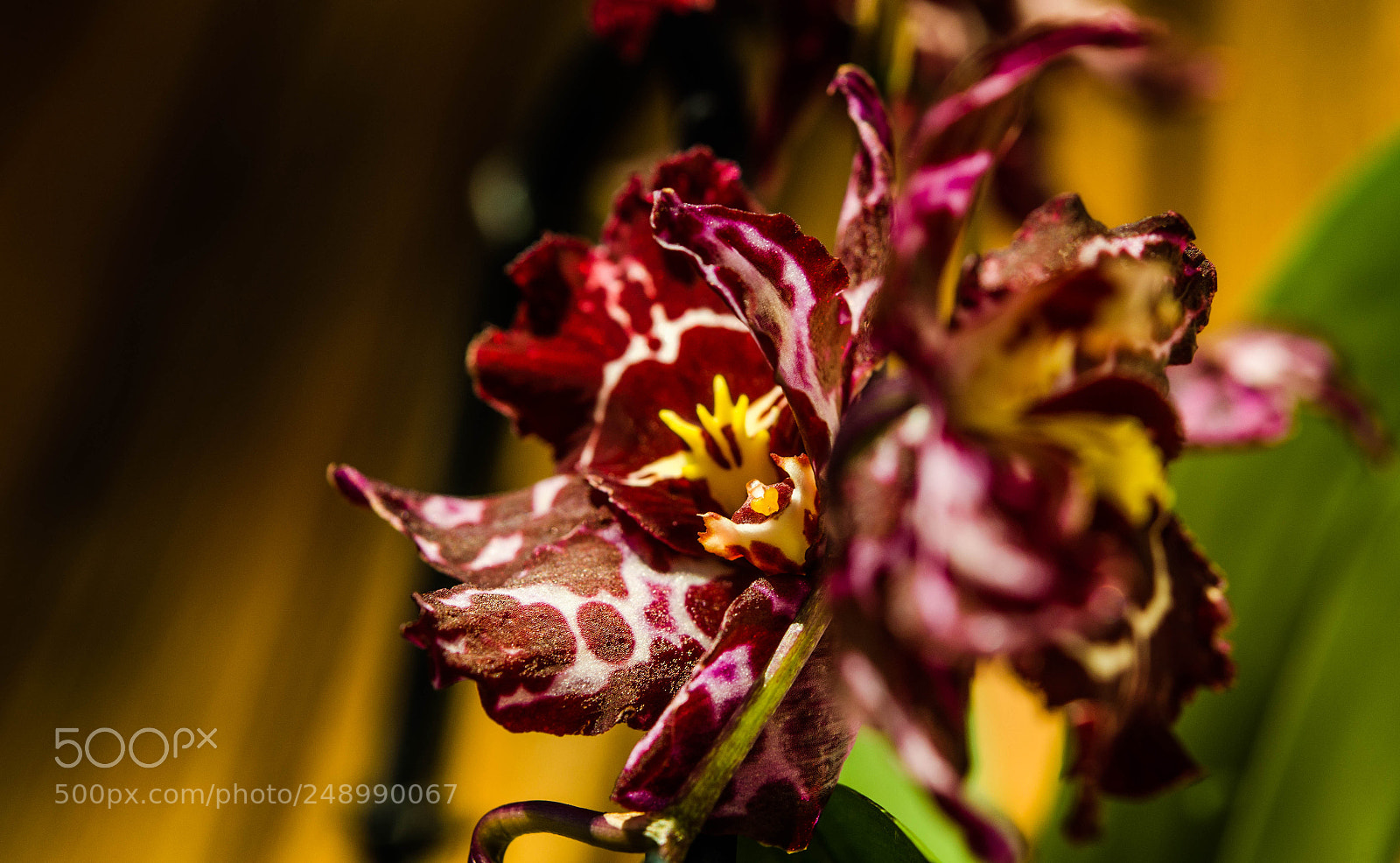Nikon D5100 sample photo. L’orchidée photography