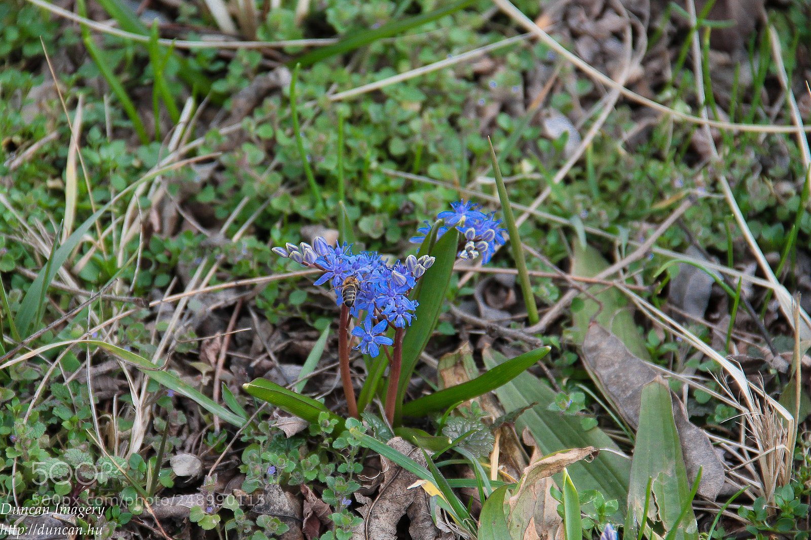 Canon EOS 1100D (EOS Rebel T3 / EOS Kiss X50) sample photo. The first guest of photography