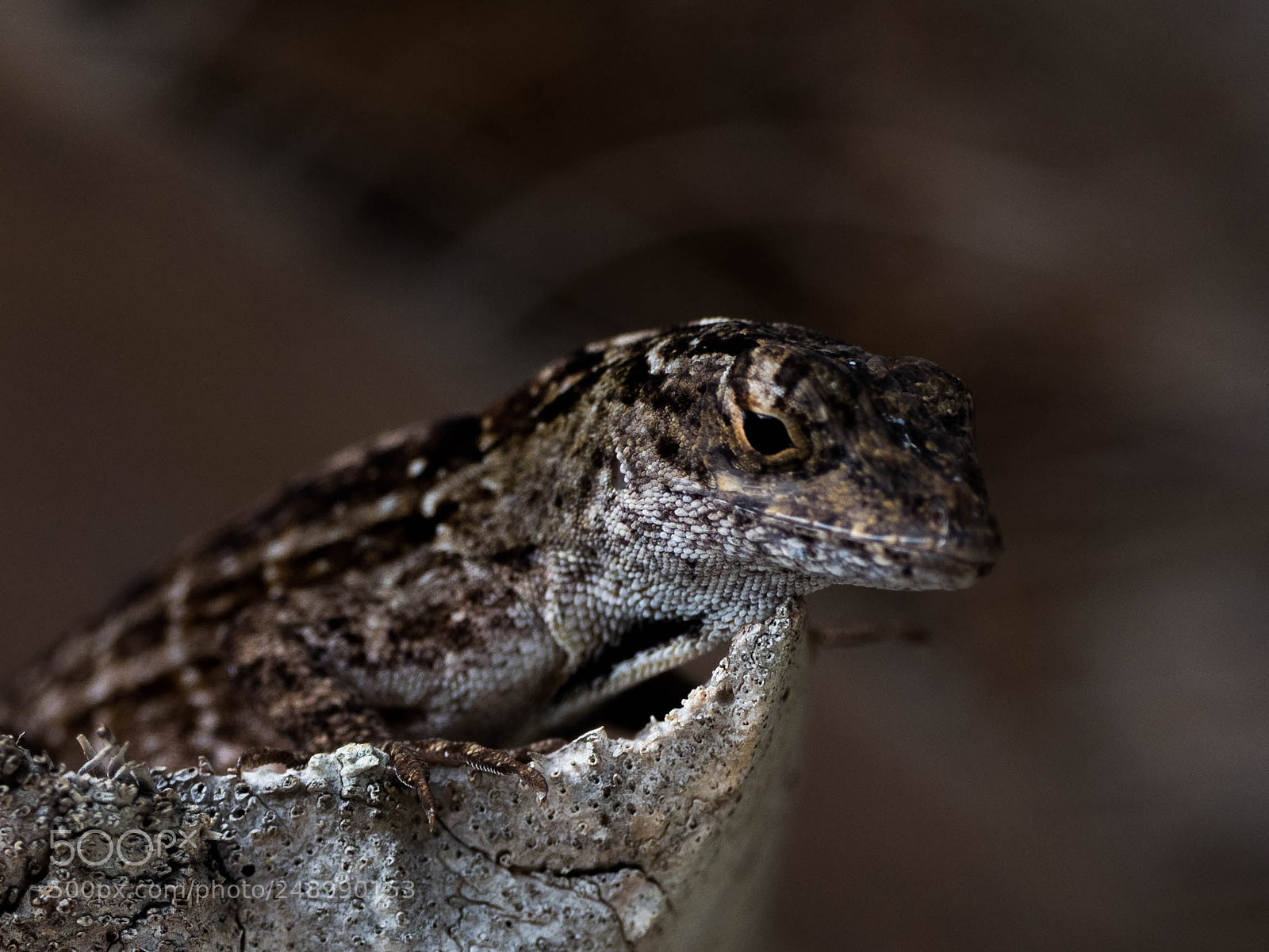 Olympus OM-D E-M1 Mark II sample photo. Camo_gecko photography
