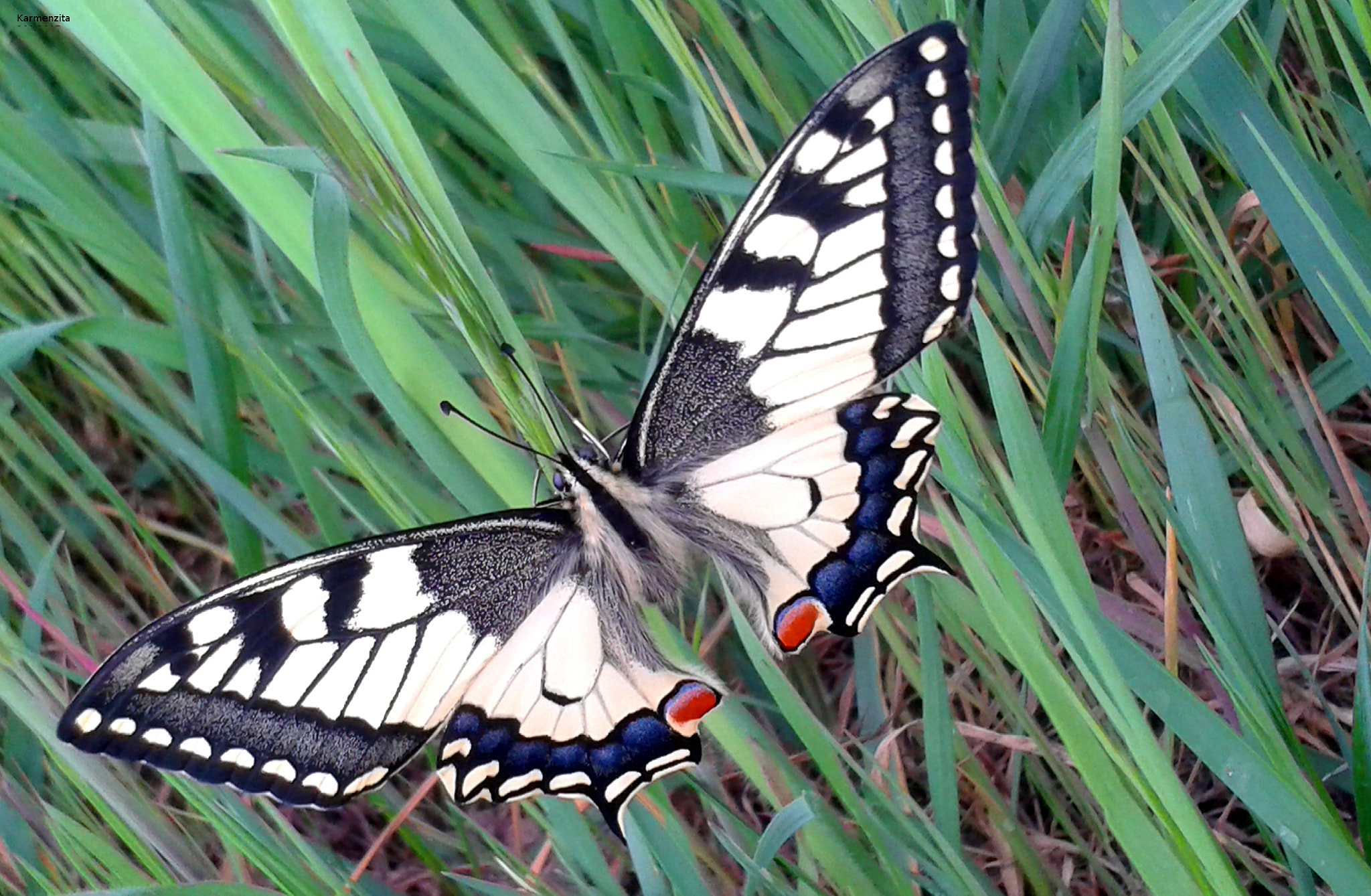 Samsung Galaxy S3 Mini sample photo. Butterfly farfalla photography