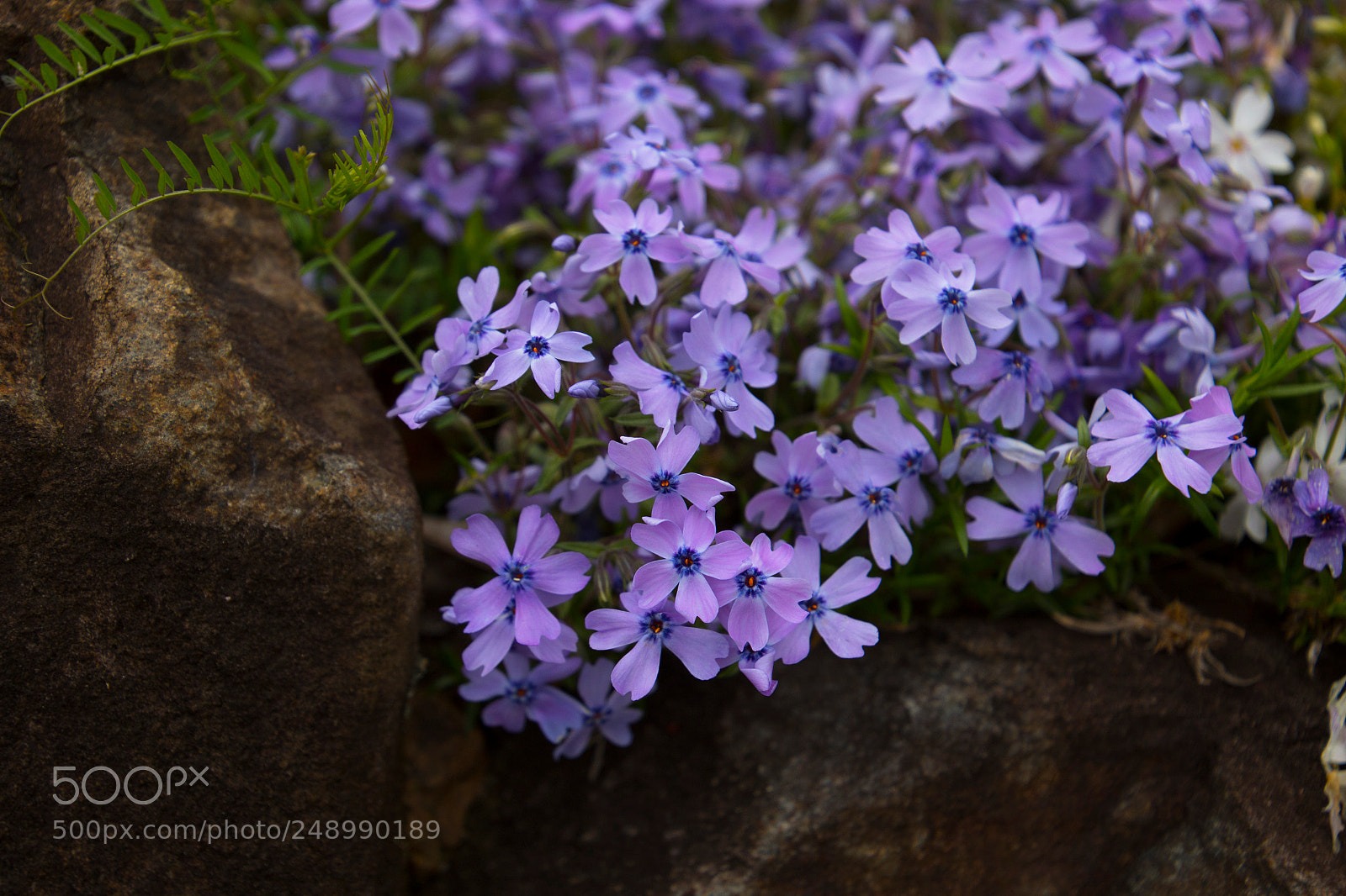 Canon EOS 70D sample photo. Purple flowers photography