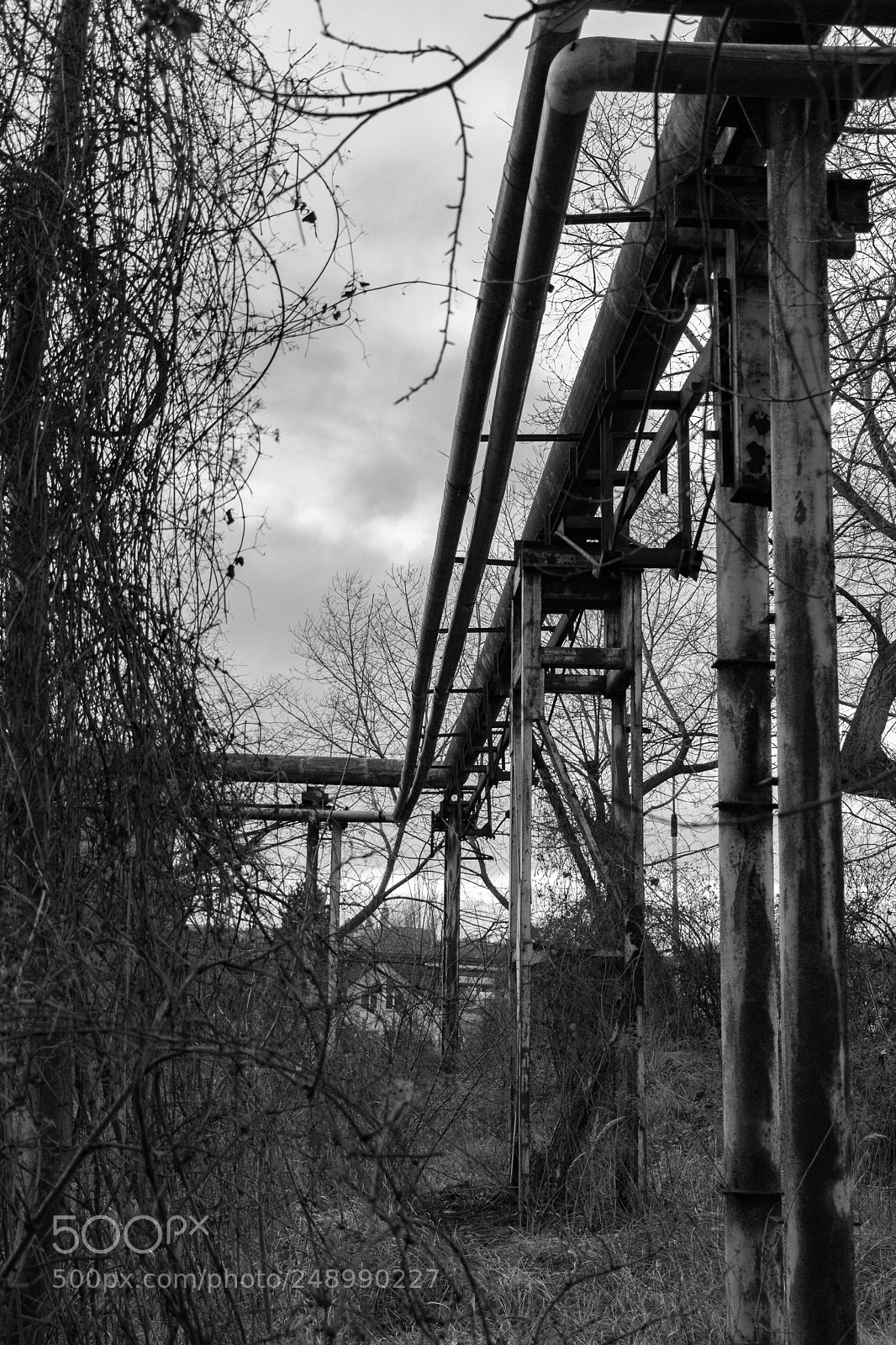 Fujifilm X-T20 sample photo. Bushes vs pipes photography