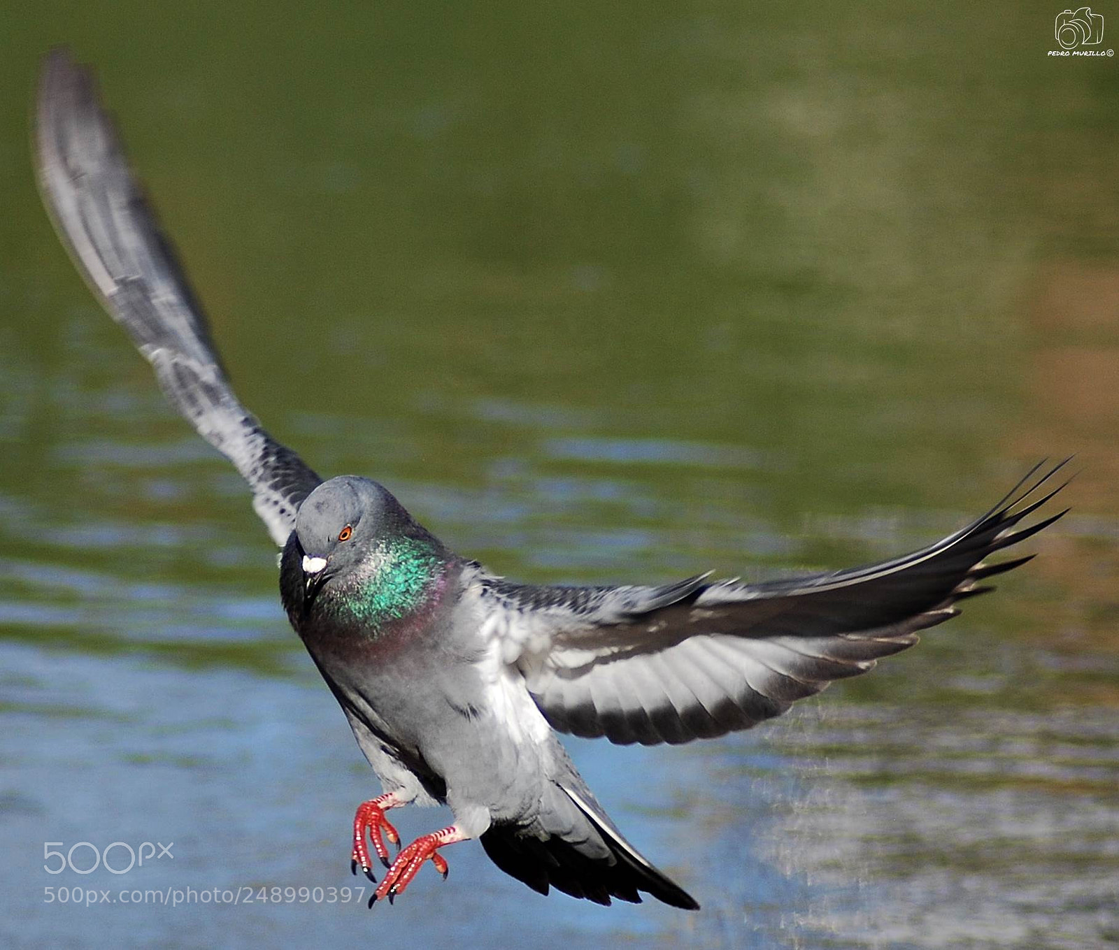 Nikon D60 sample photo. Untitled photography
