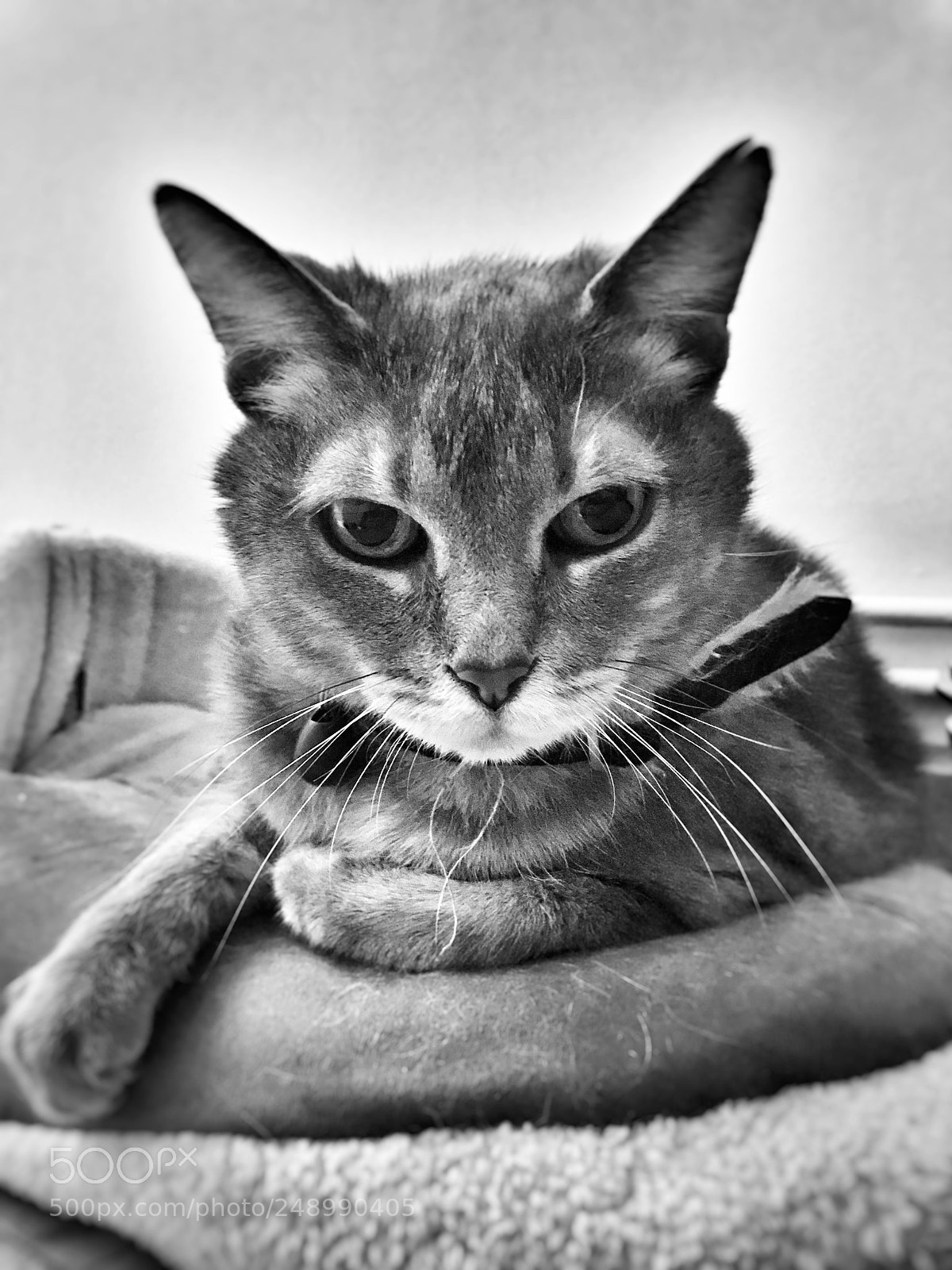 Apple iPhone 7 sample photo. Angry photography