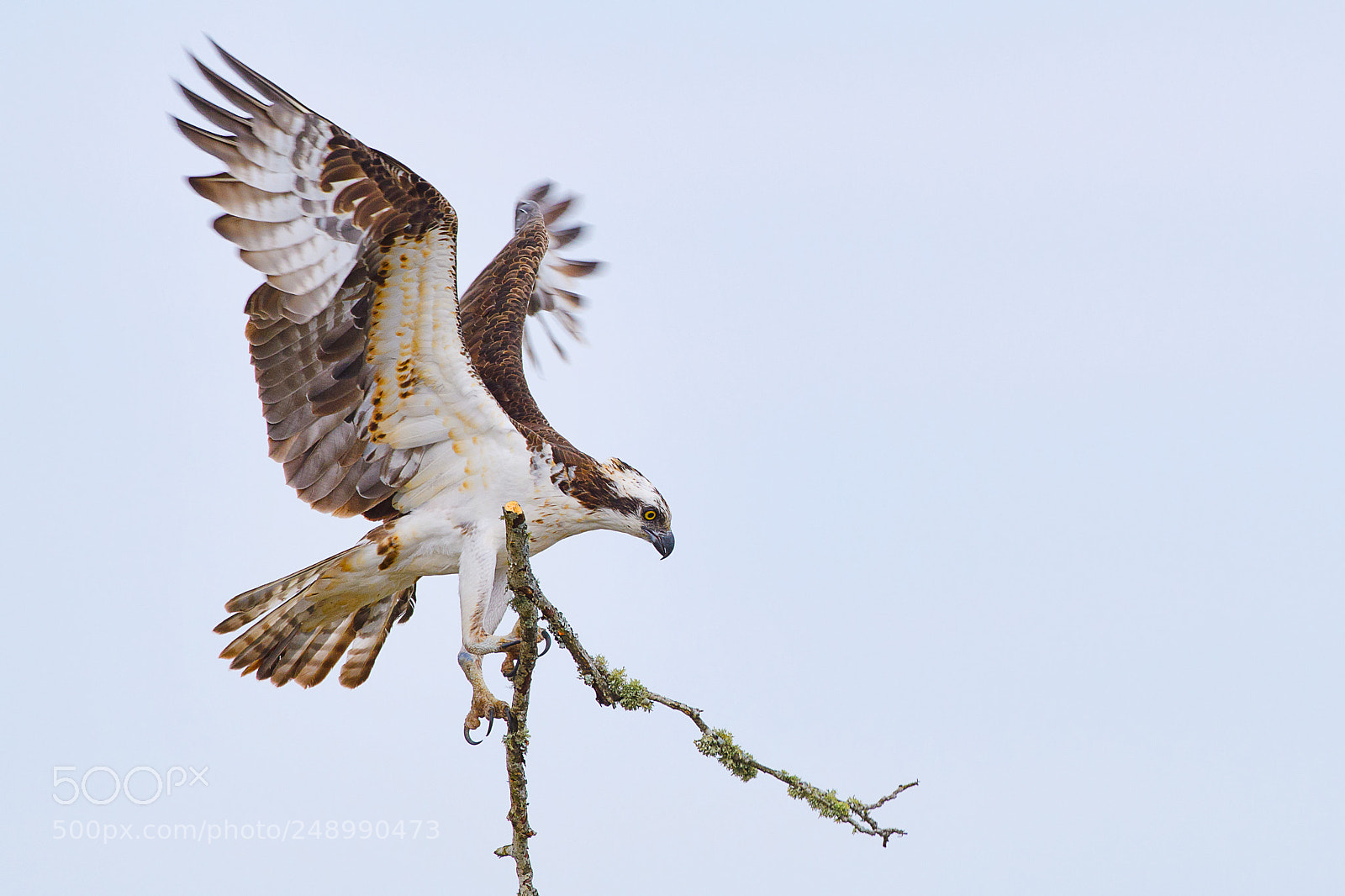Nikon D500 sample photo. Nesting osprey photography