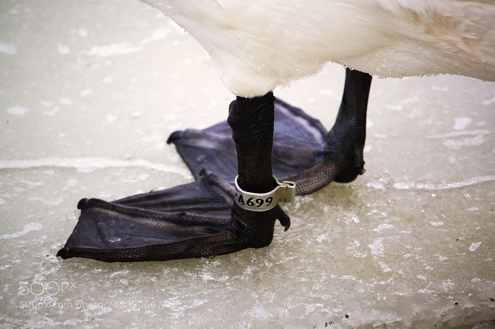 Canon EOS 500D (EOS Rebel T1i / EOS Kiss X3) sample photo. Swan ring photography