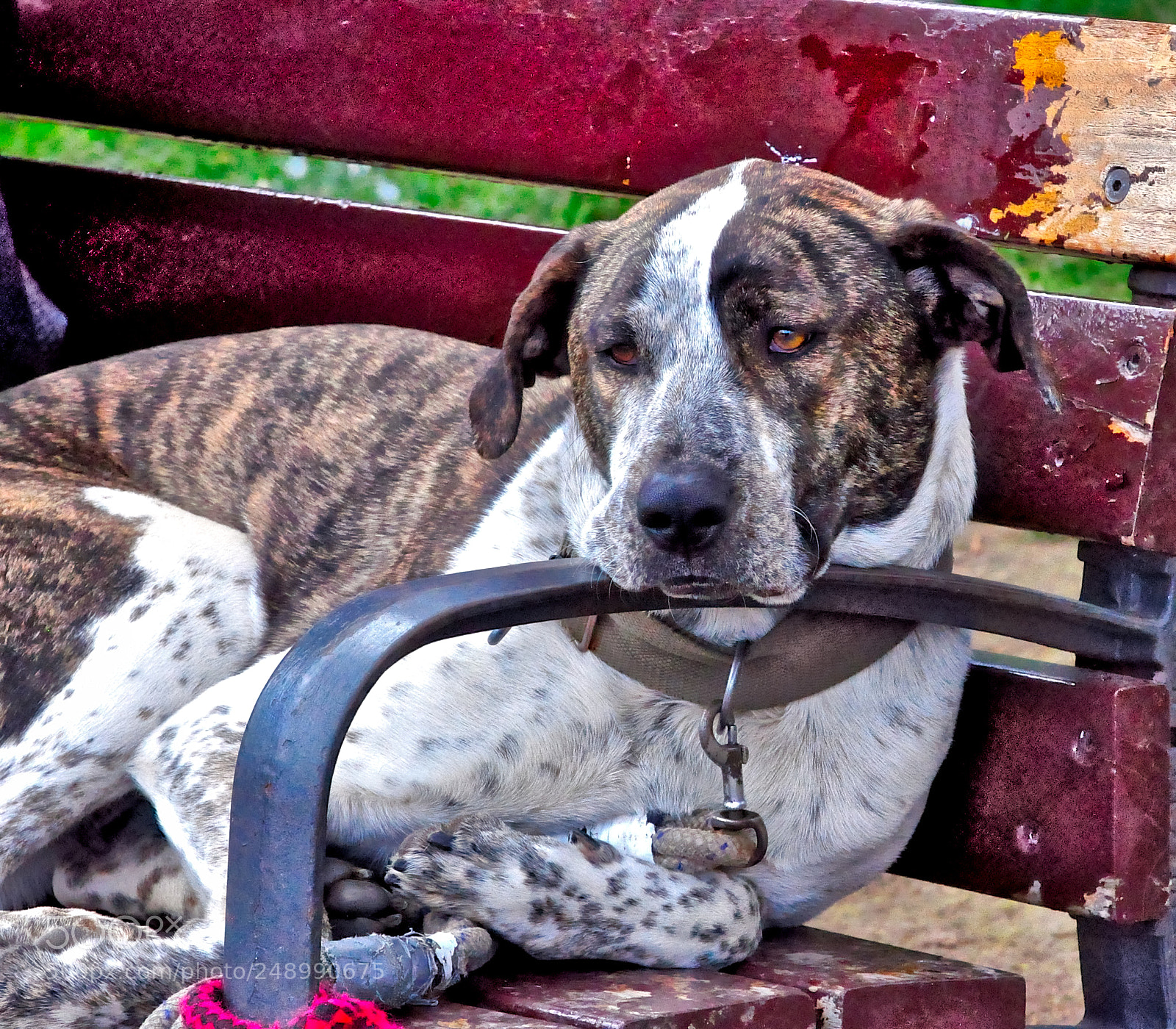 Nikon D90 sample photo. Dog on a bench photography
