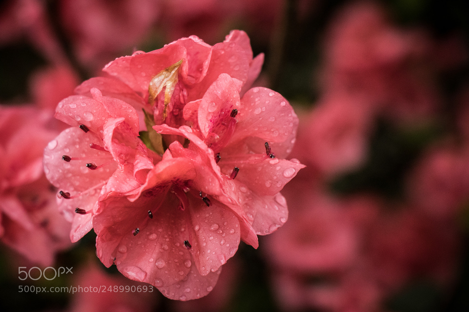 Canon EOS 80D sample photo. Azalea flower photography