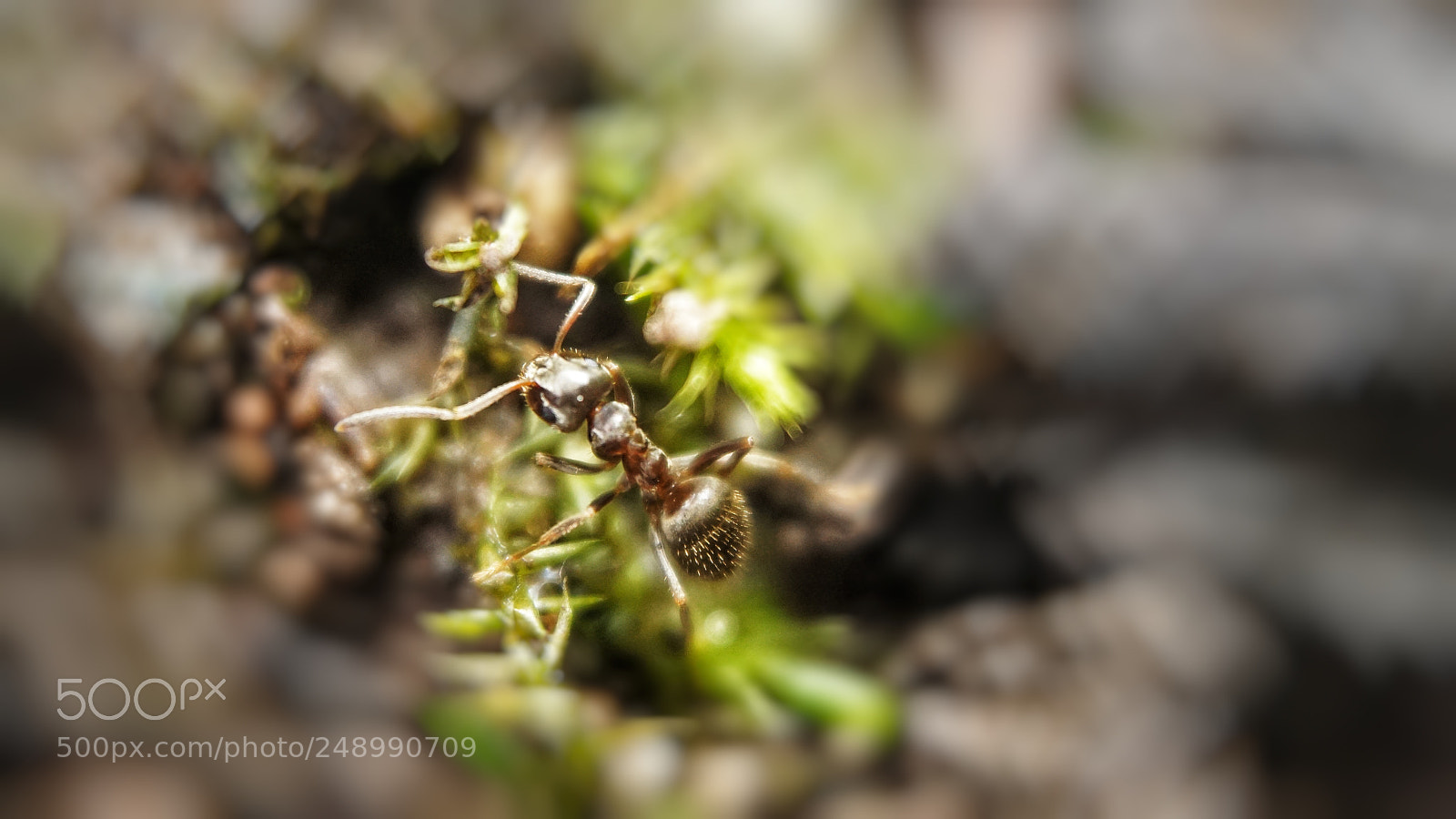 Sony a6000 sample photo. Ant photography