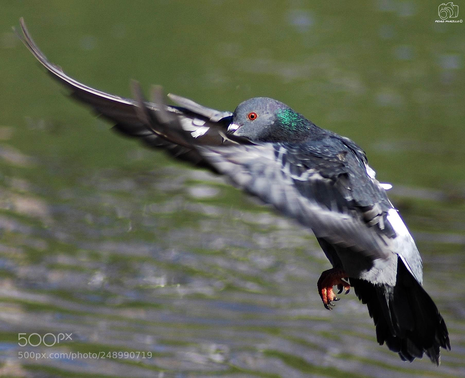 Nikon D60 sample photo. Untitled photography