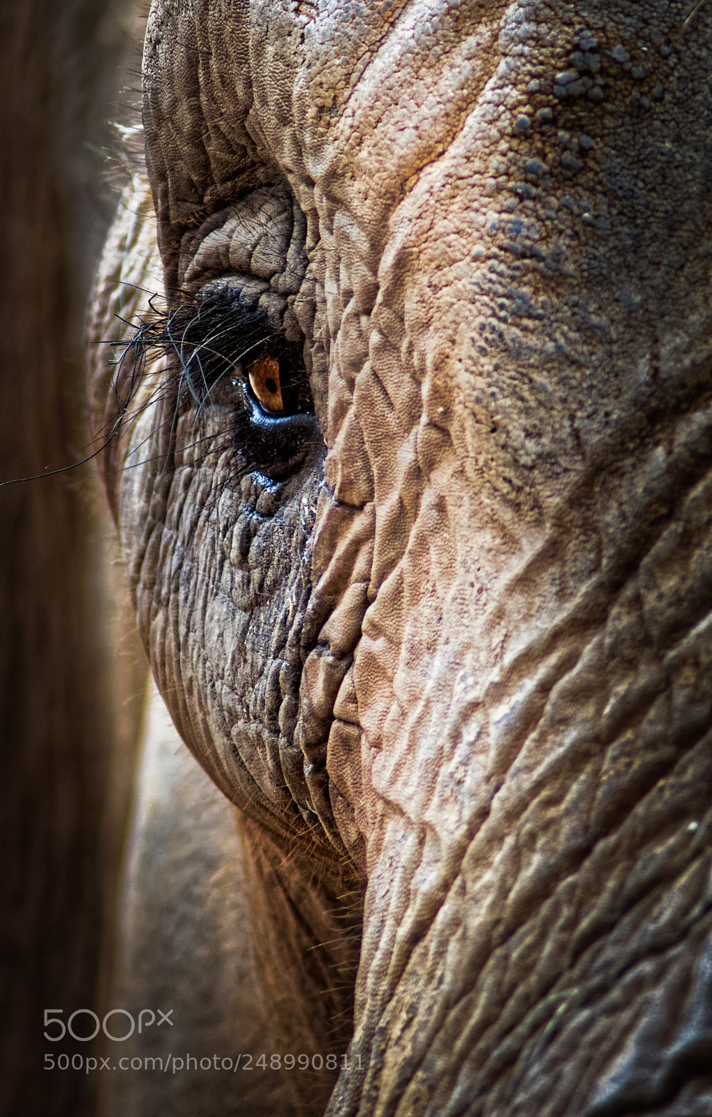 Sony SLT-A77 sample photo. The giant's eye photography