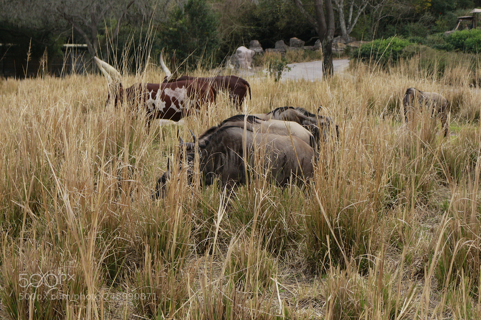 Canon EOS 700D (EOS Rebel T5i / EOS Kiss X7i) sample photo. Animalss photography