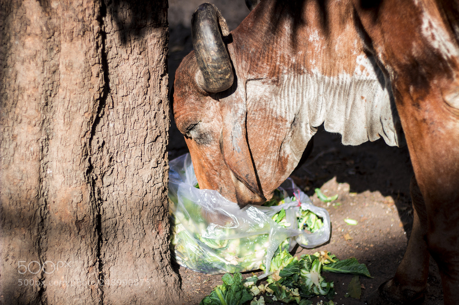 Canon EOS 600D (Rebel EOS T3i / EOS Kiss X5) sample photo. Cow photography