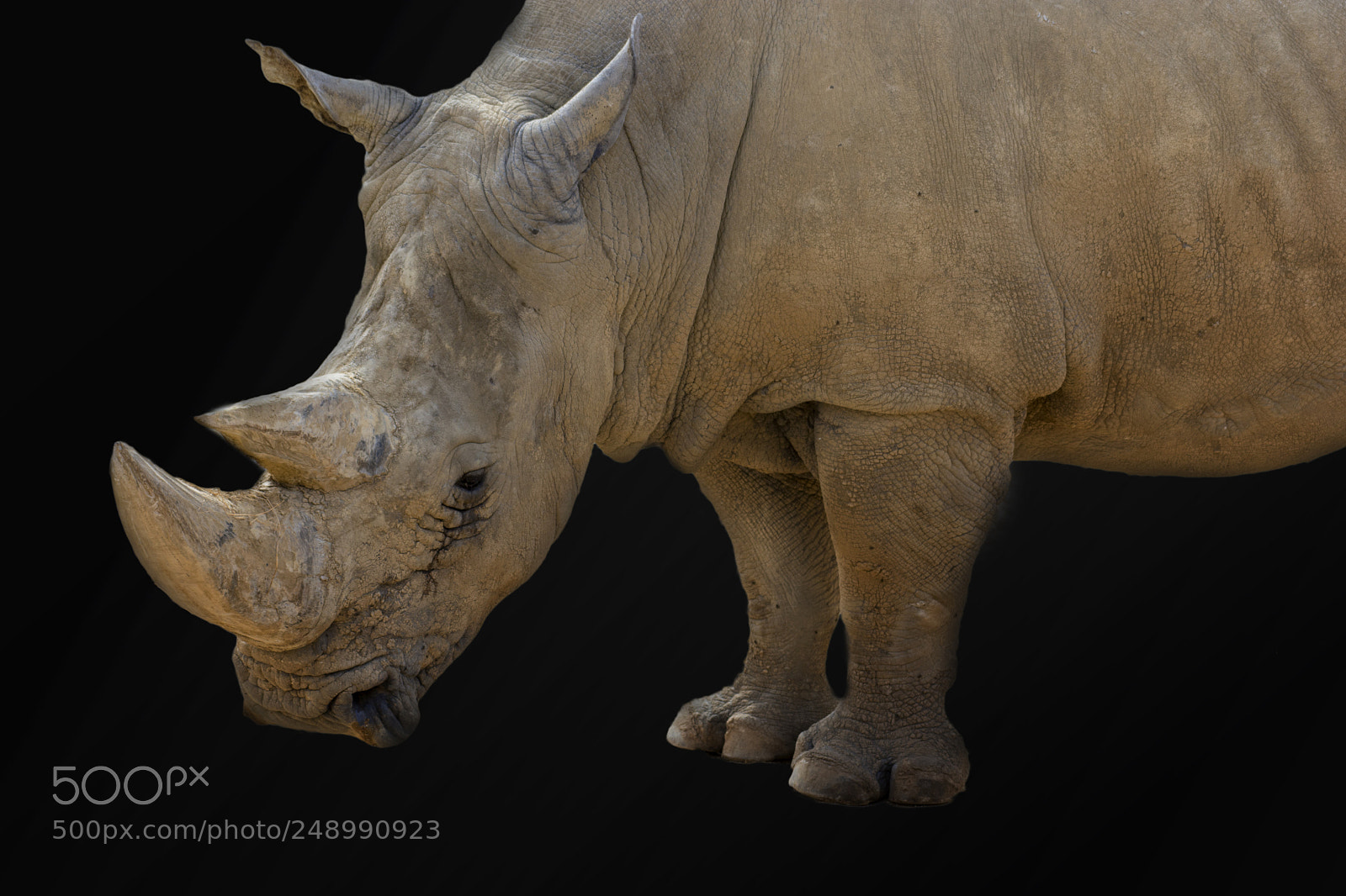 Nikon D7100 sample photo. Rhinoceros photography