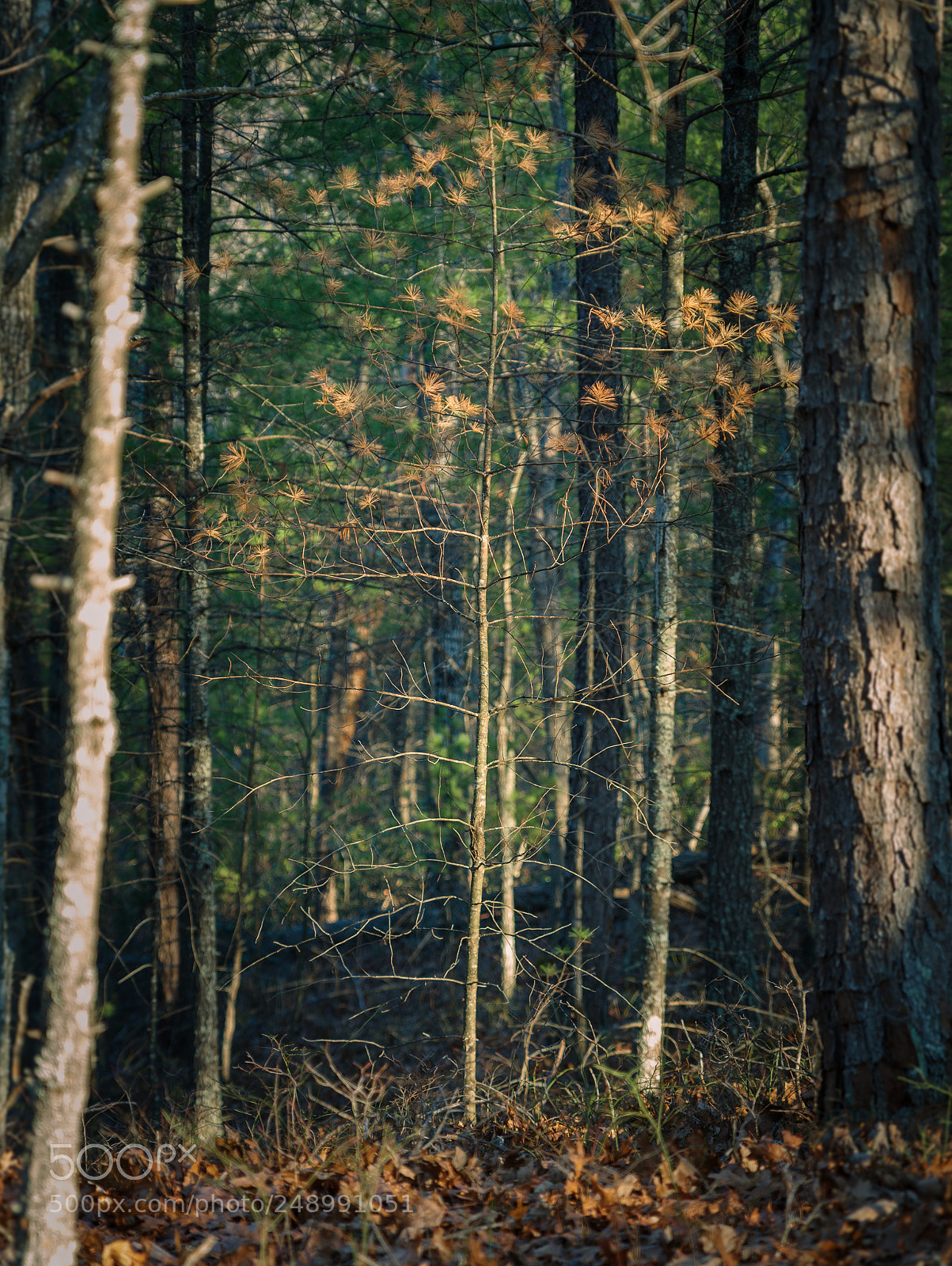 Pentax K-1 sample photo. Awaiting dawn photography