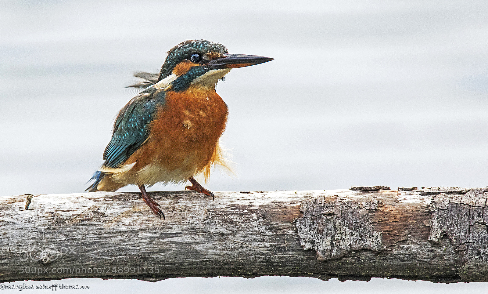 Canon EOS 7D Mark II sample photo. Kingfisher .. photography