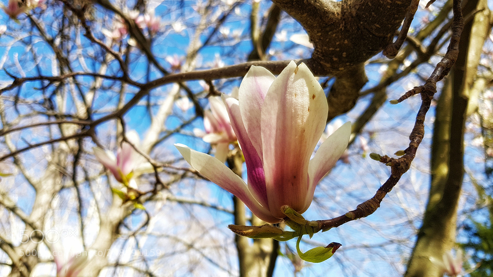 Samsung Galaxy S8 sample photo. Untitled photography
