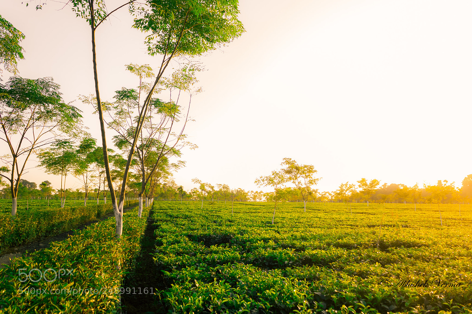 Canon EOS 550D (EOS Rebel T2i / EOS Kiss X4) sample photo. Golden tea field photography