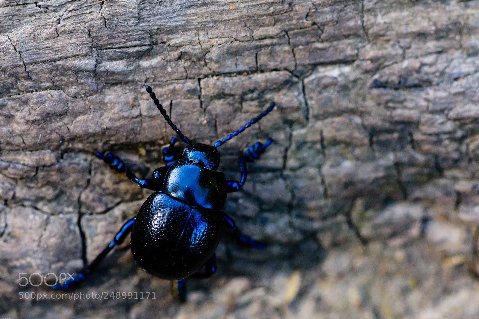 Nikon D7200 sample photo. Beetle photography