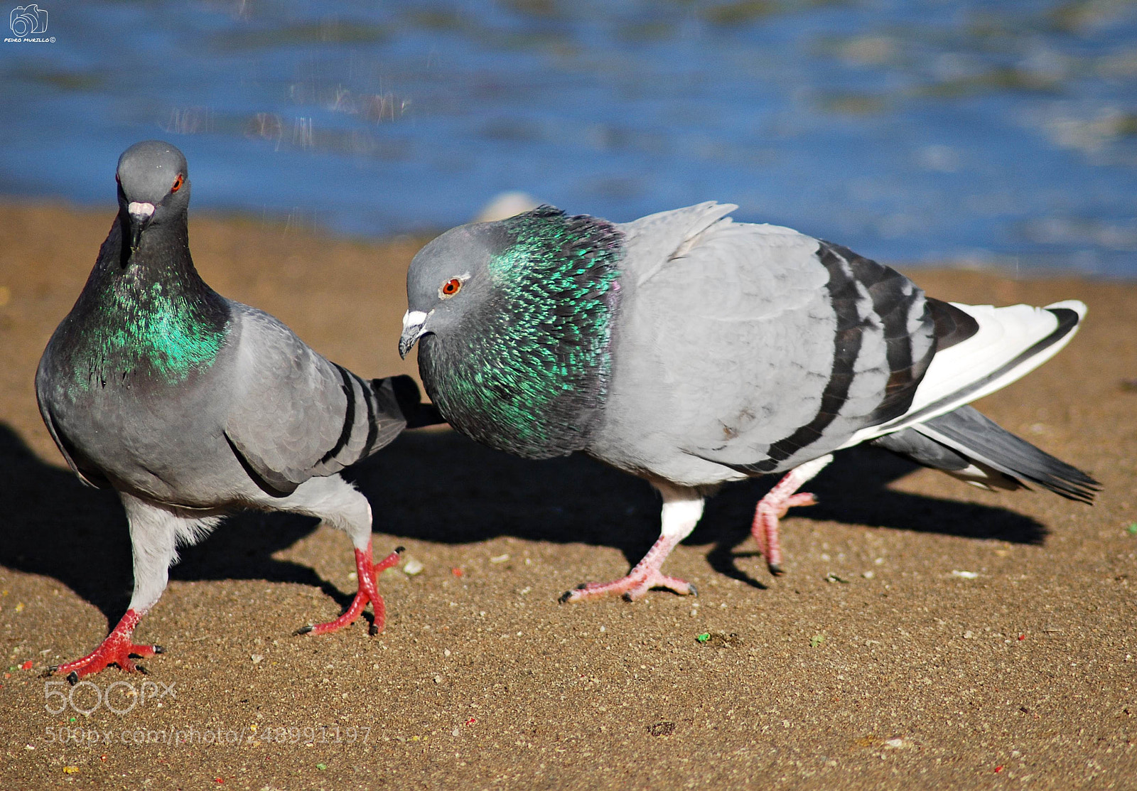 Nikon D60 sample photo. Untitled photography
