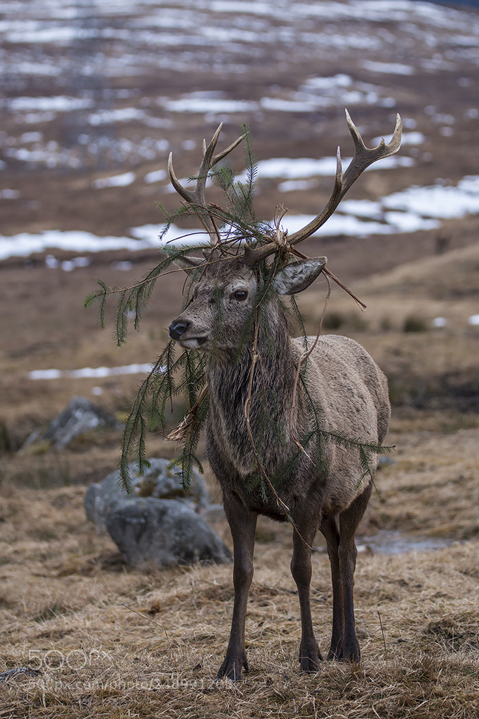 Canon EOS 70D sample photo. Red deer stag photography