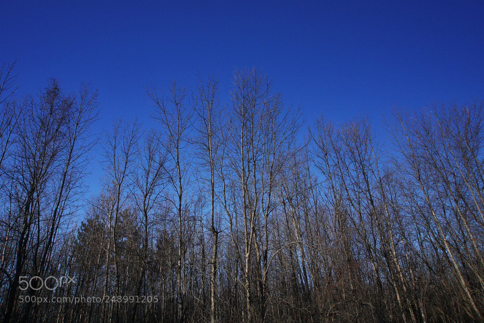 Sony a6000 sample photo. Bare branches, blue sky photography