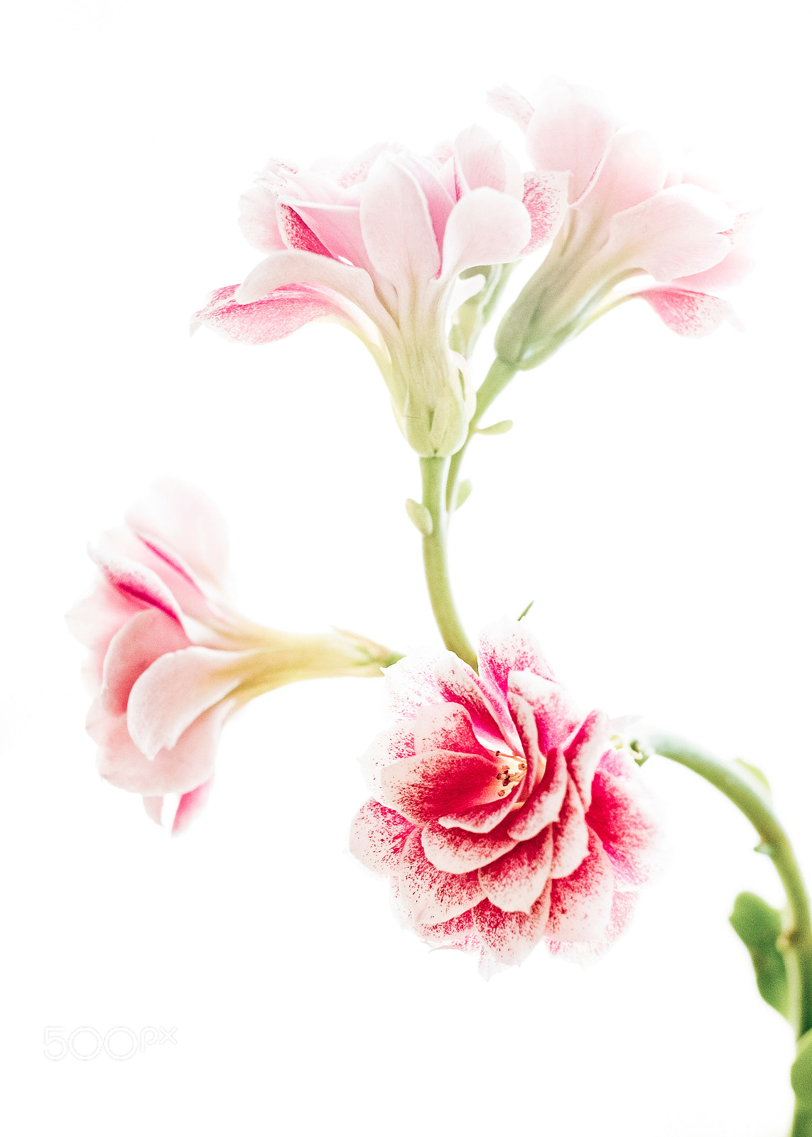 Fujifilm X-Pro1 sample photo. Ambiance florale photography