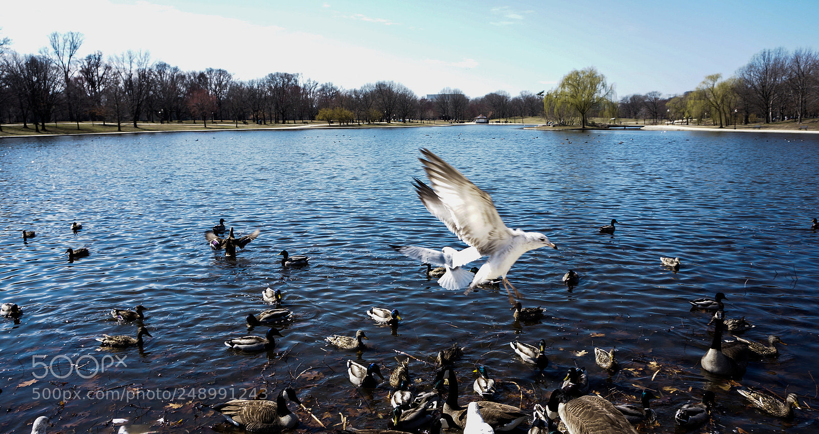 Sony Alpha NEX-5T sample photo. Fly photography