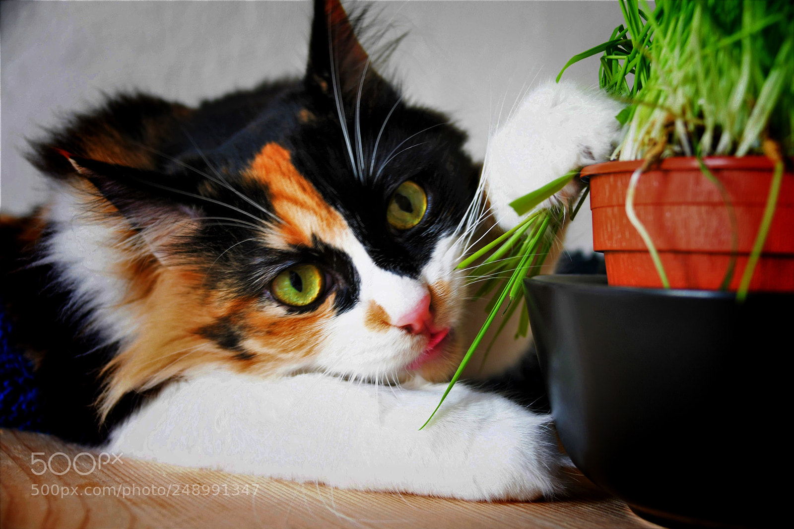 Nikon D500 sample photo. Naru photography