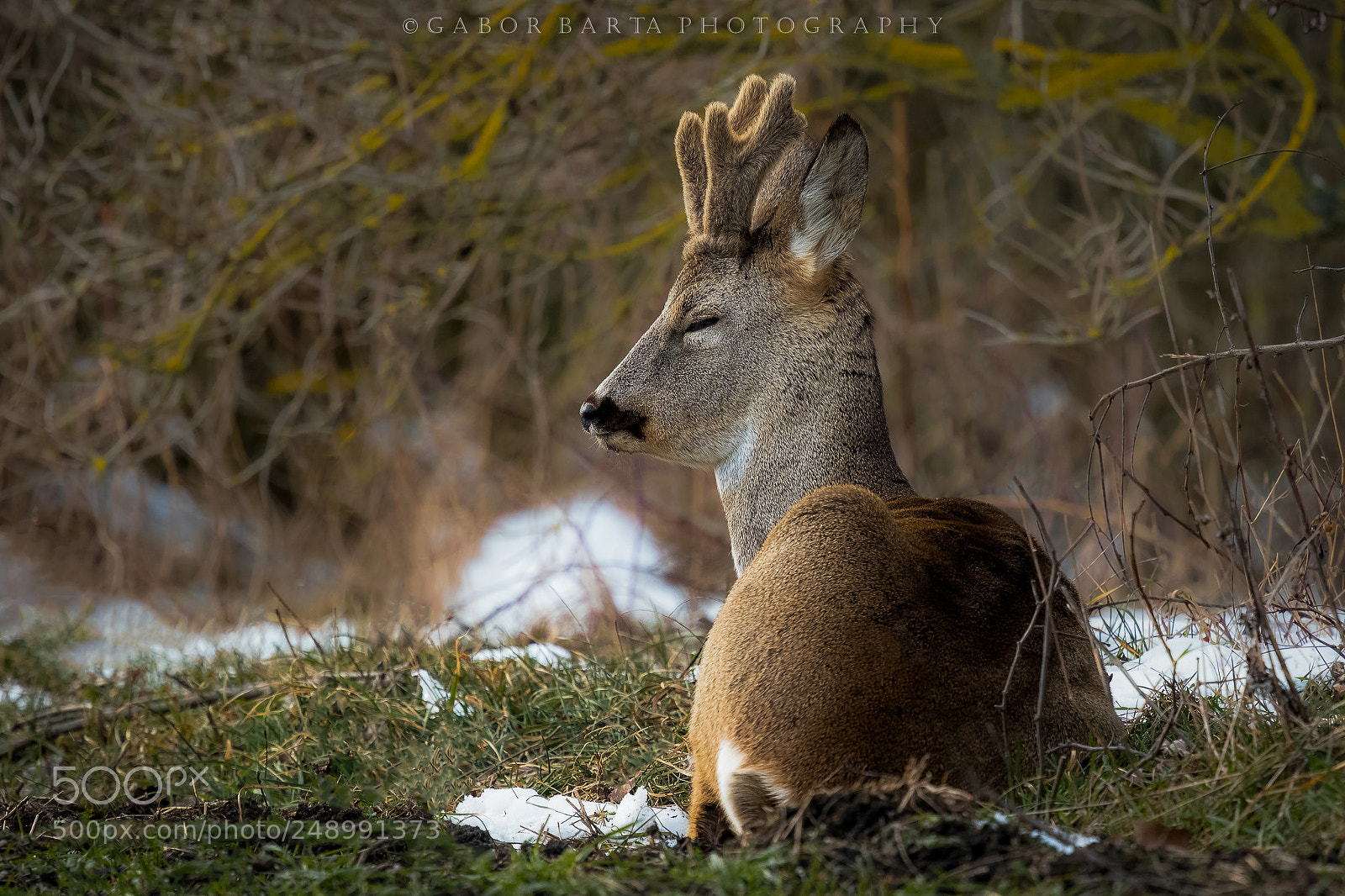 Nikon D500 sample photo. Spring dream photography