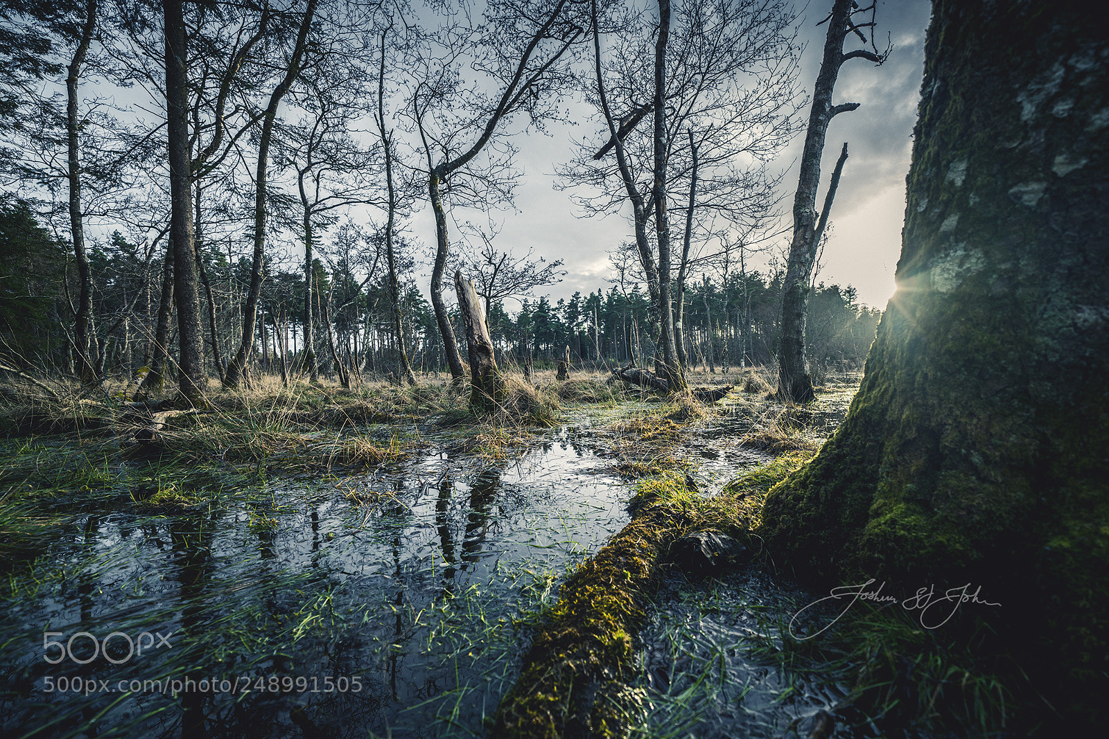 Sony a7R II sample photo. Tree stump photography