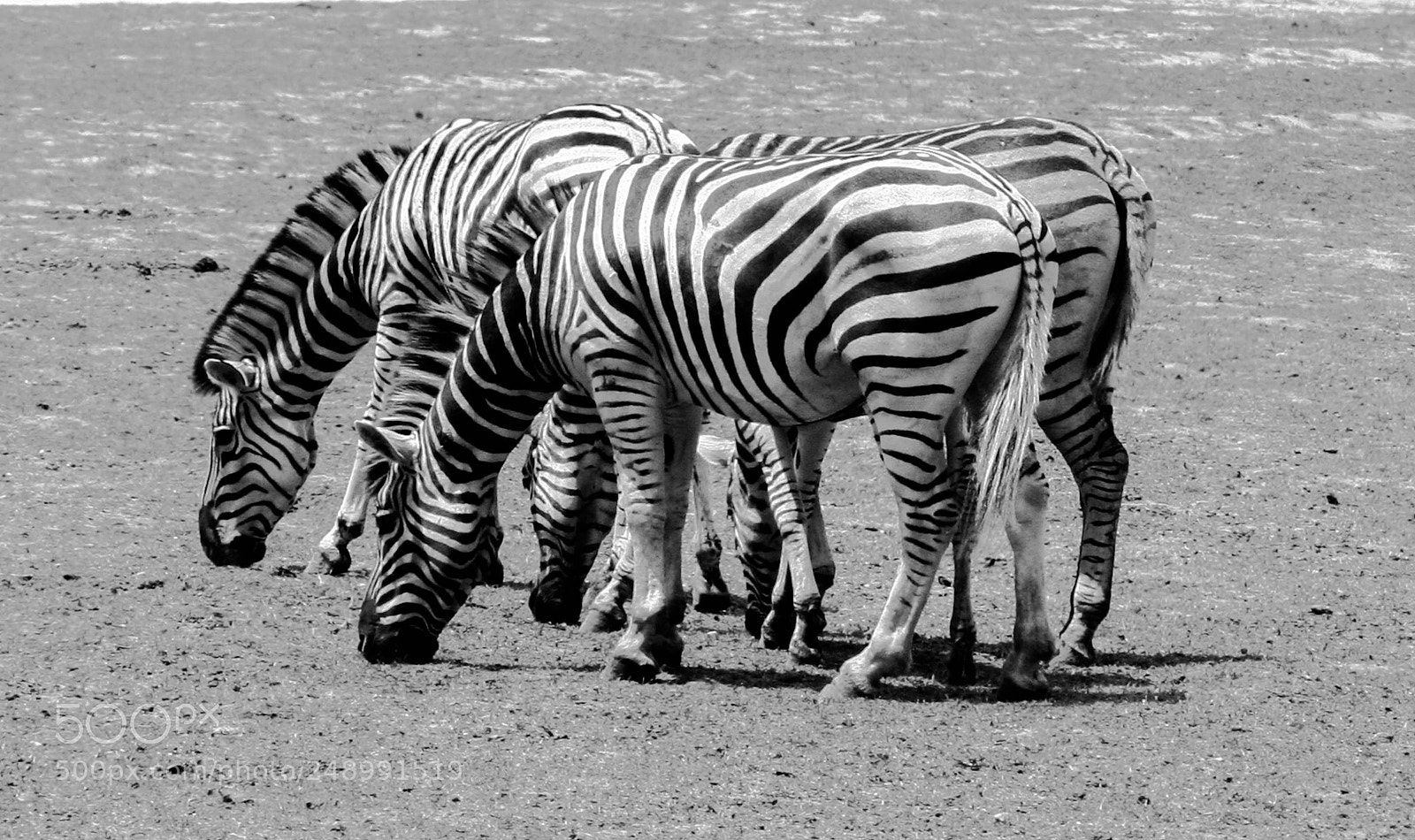 Canon EOS 350D (EOS Digital Rebel XT / EOS Kiss Digital N) sample photo. Zebra photography