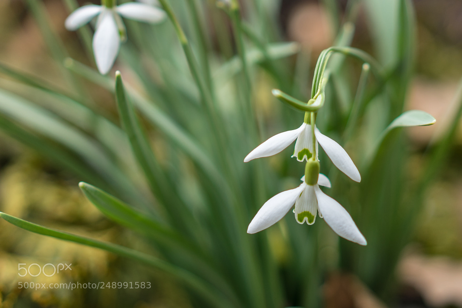 Sony a7 II sample photo. Frühlingserwachen photography
