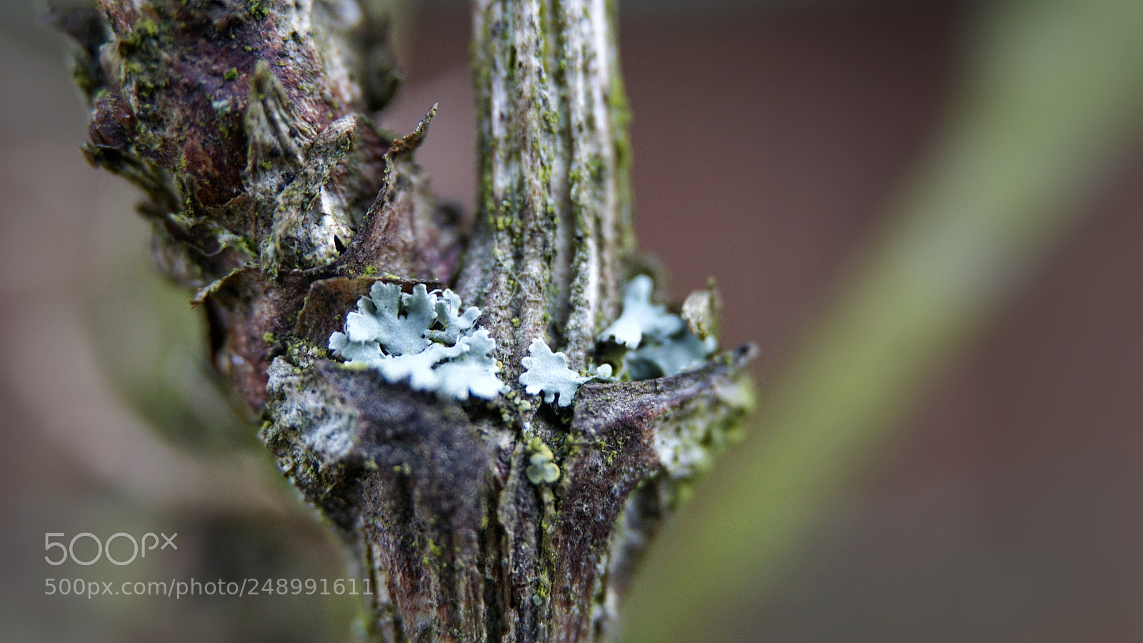 Sony a6000 sample photo. Fungus photography