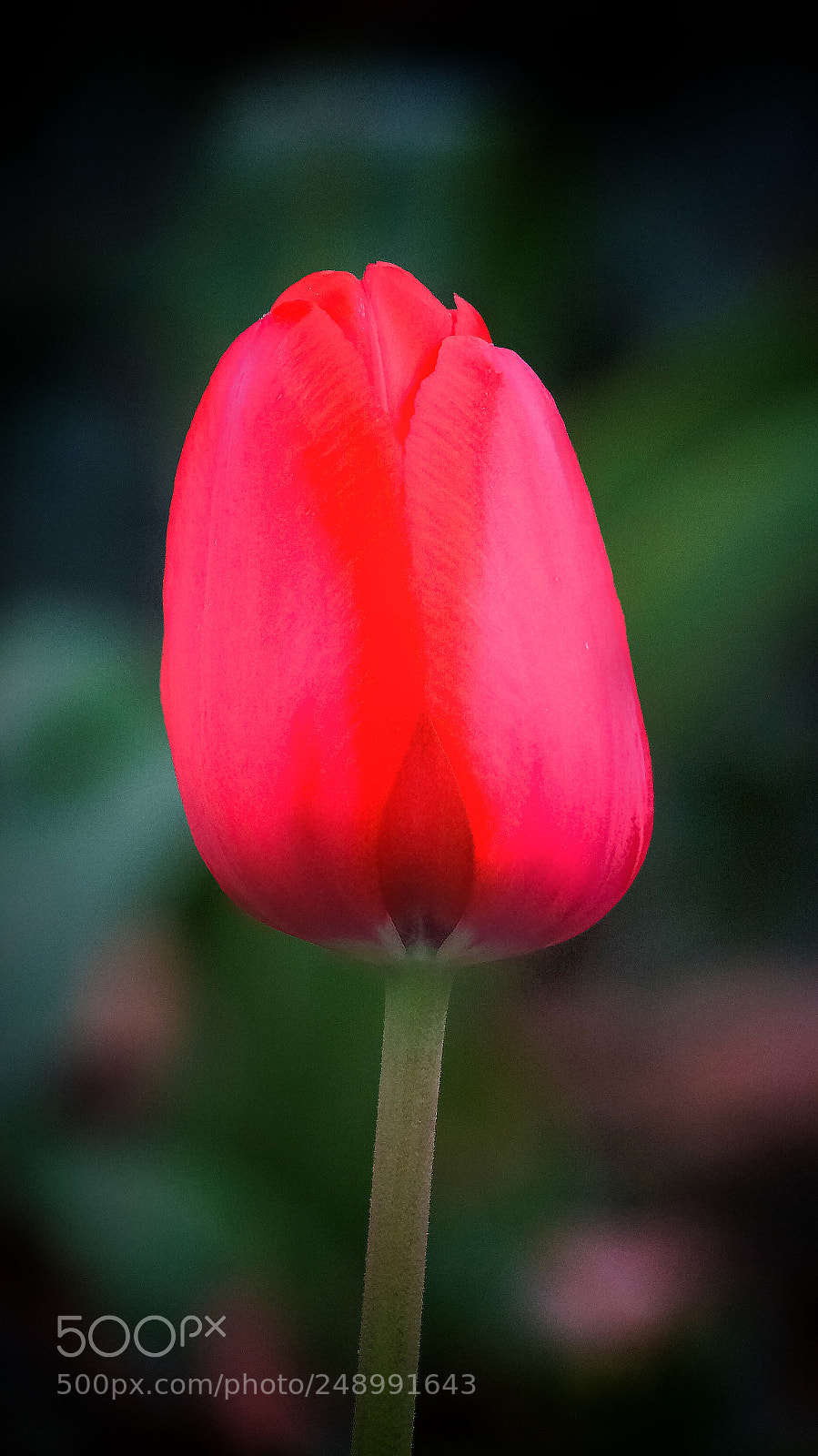 Sony Alpha NEX-5N sample photo. Bulb photography