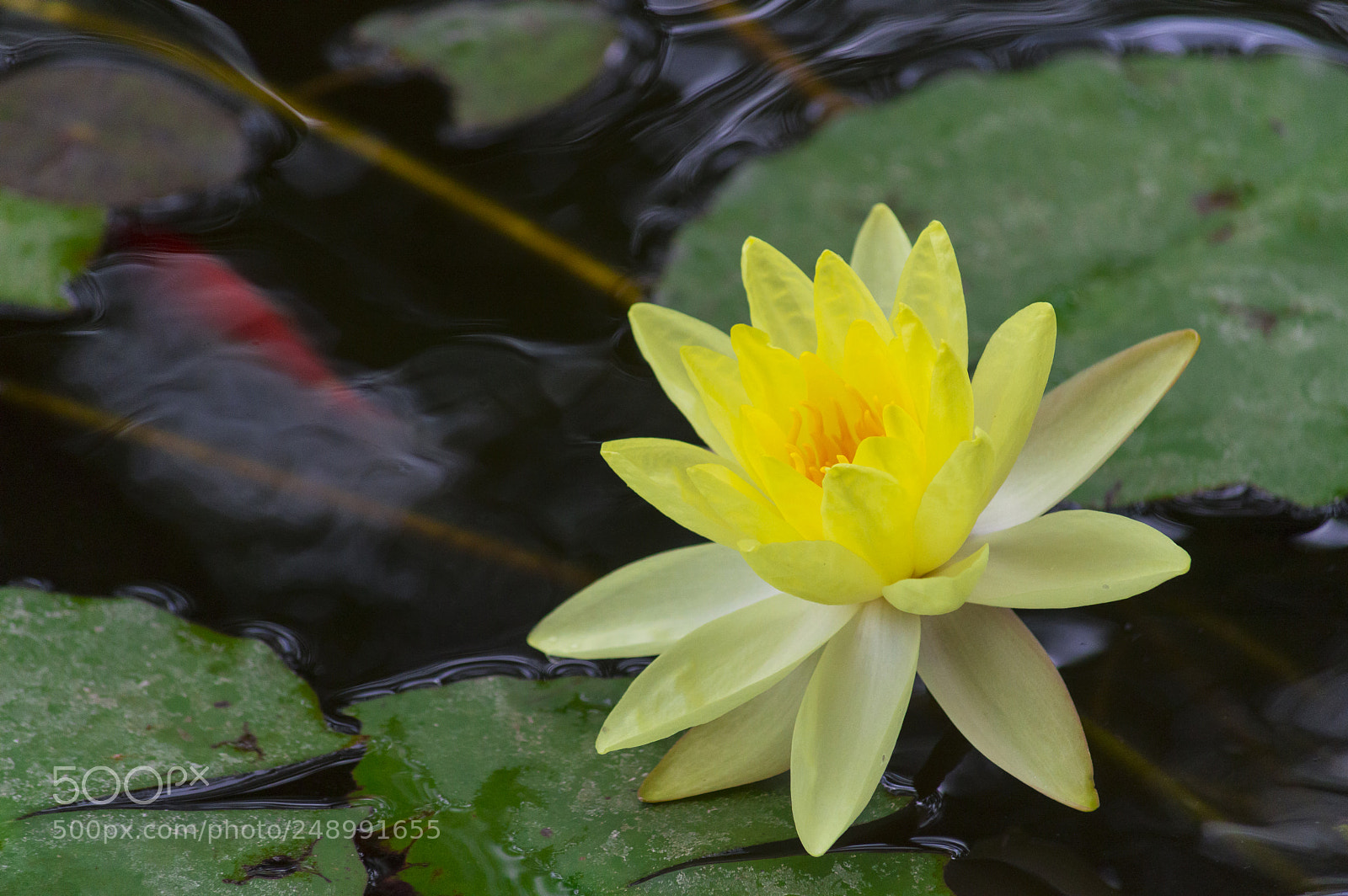 Nikon D3200 sample photo. _dsc8792-32.jpg photography
