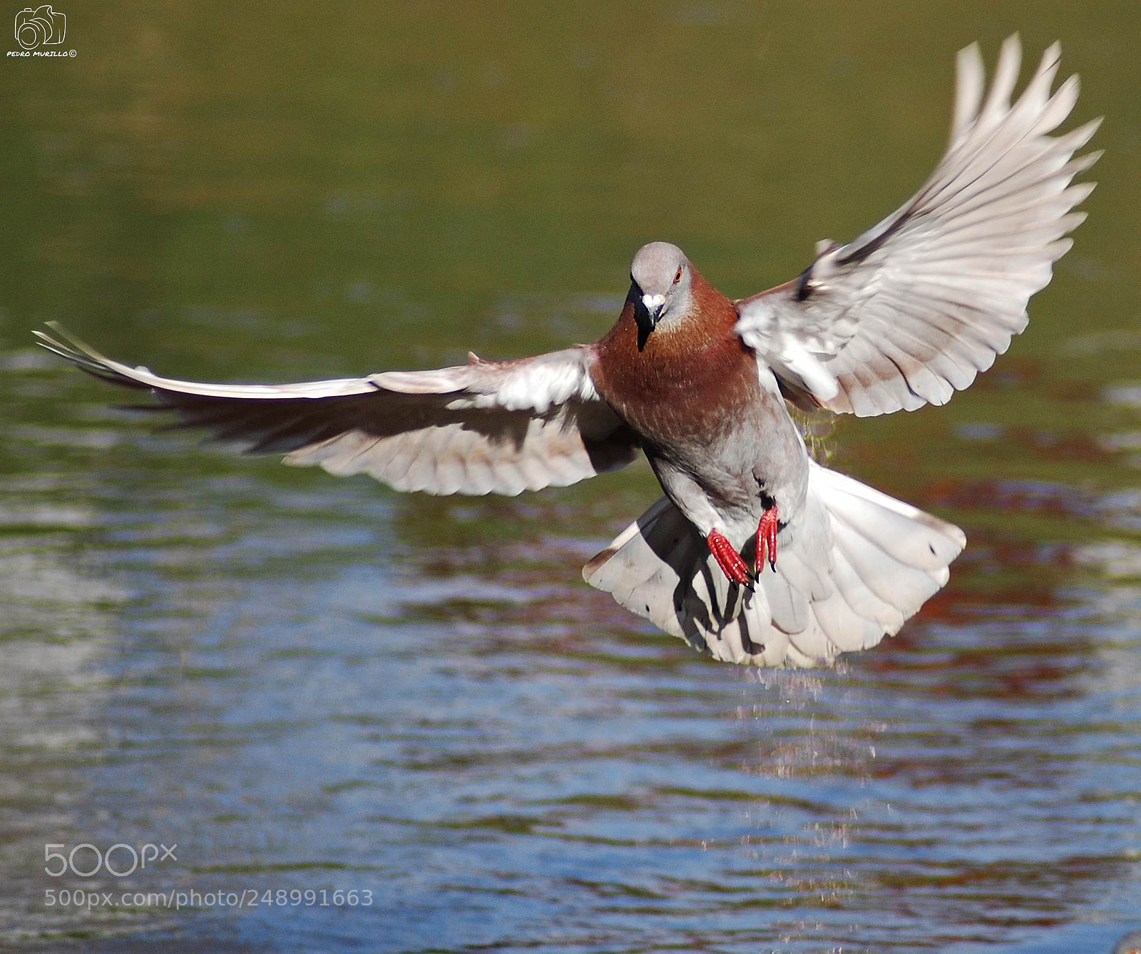 Nikon D60 sample photo. Untitled photography