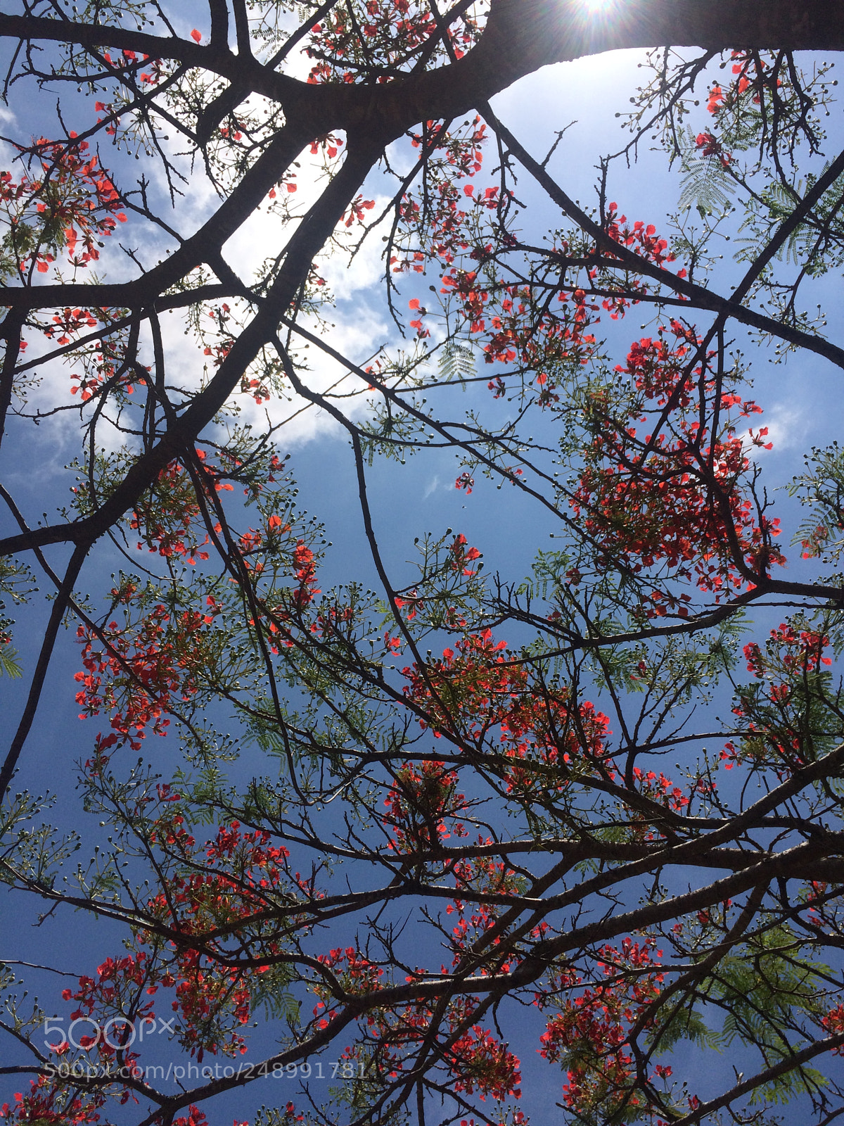 Apple iPhone 5s sample photo. Untitled photography